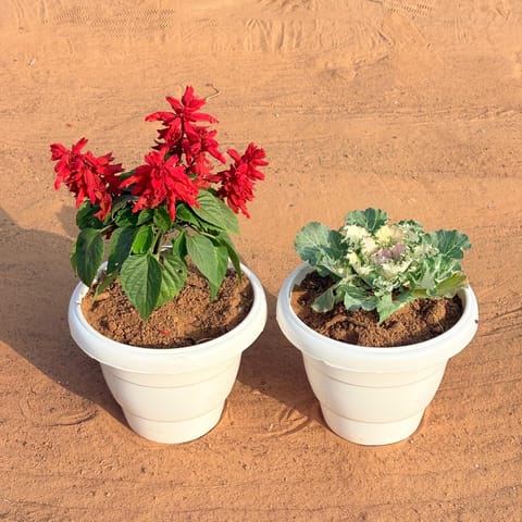 Set of 2 - Kale & Salvia (Any Colour) in 8 Inch White Classy Plastic Pot
