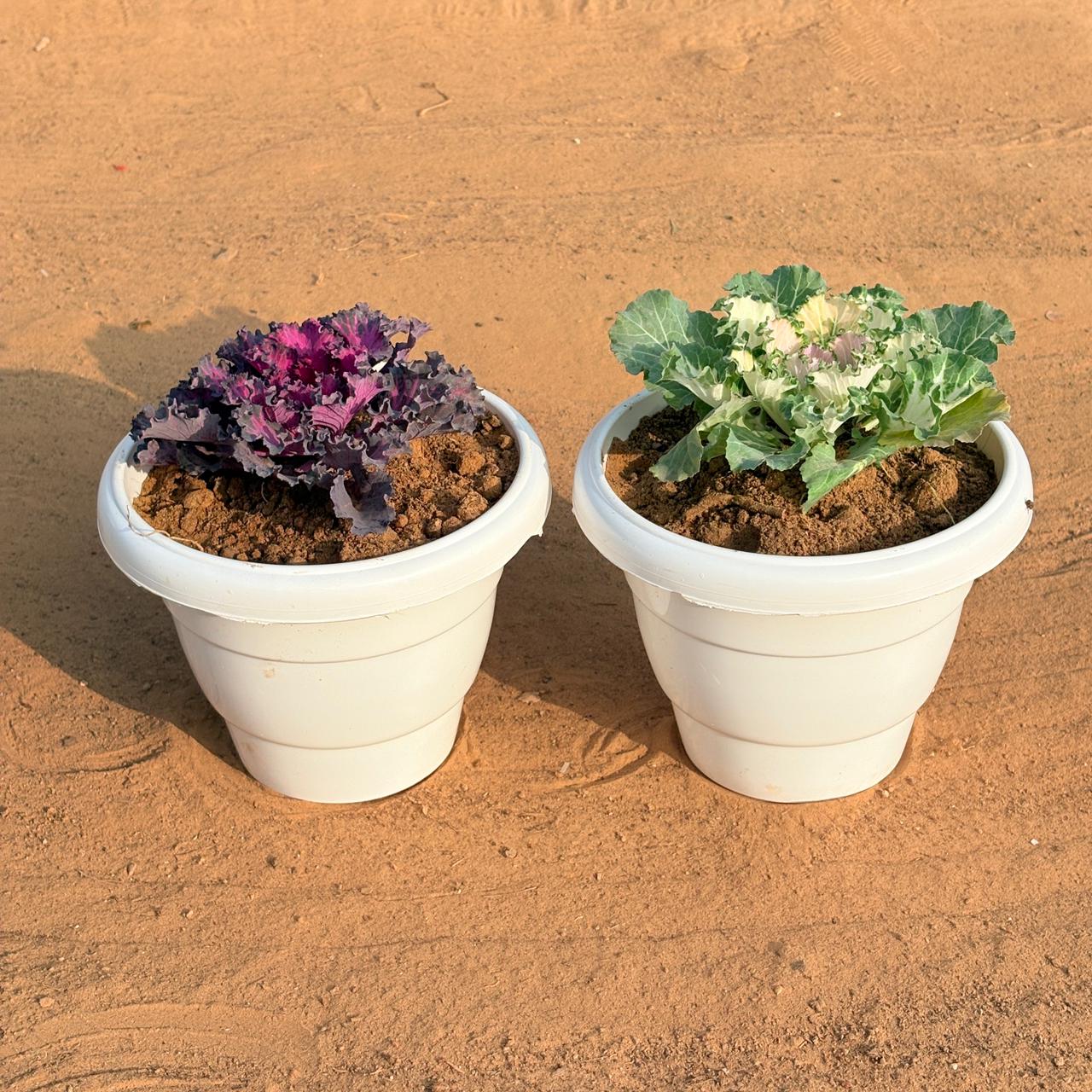 Set of 2 - Kale (Any Colour) in 8 Inch White Classy Plastic Pot