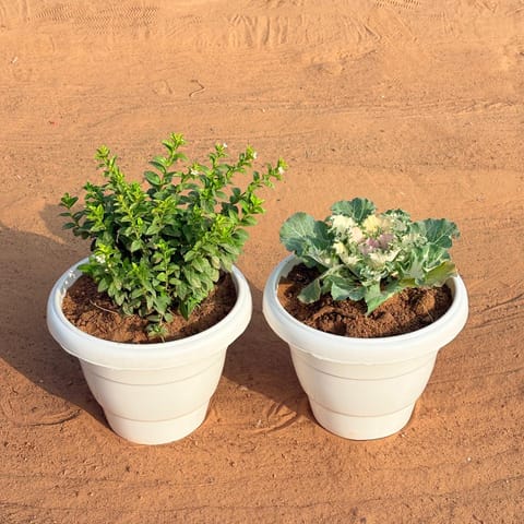 Set of 2 - Kale & Cuphea / False Heather (Any Colour) in 8 Inch White Classy Plastic Pot