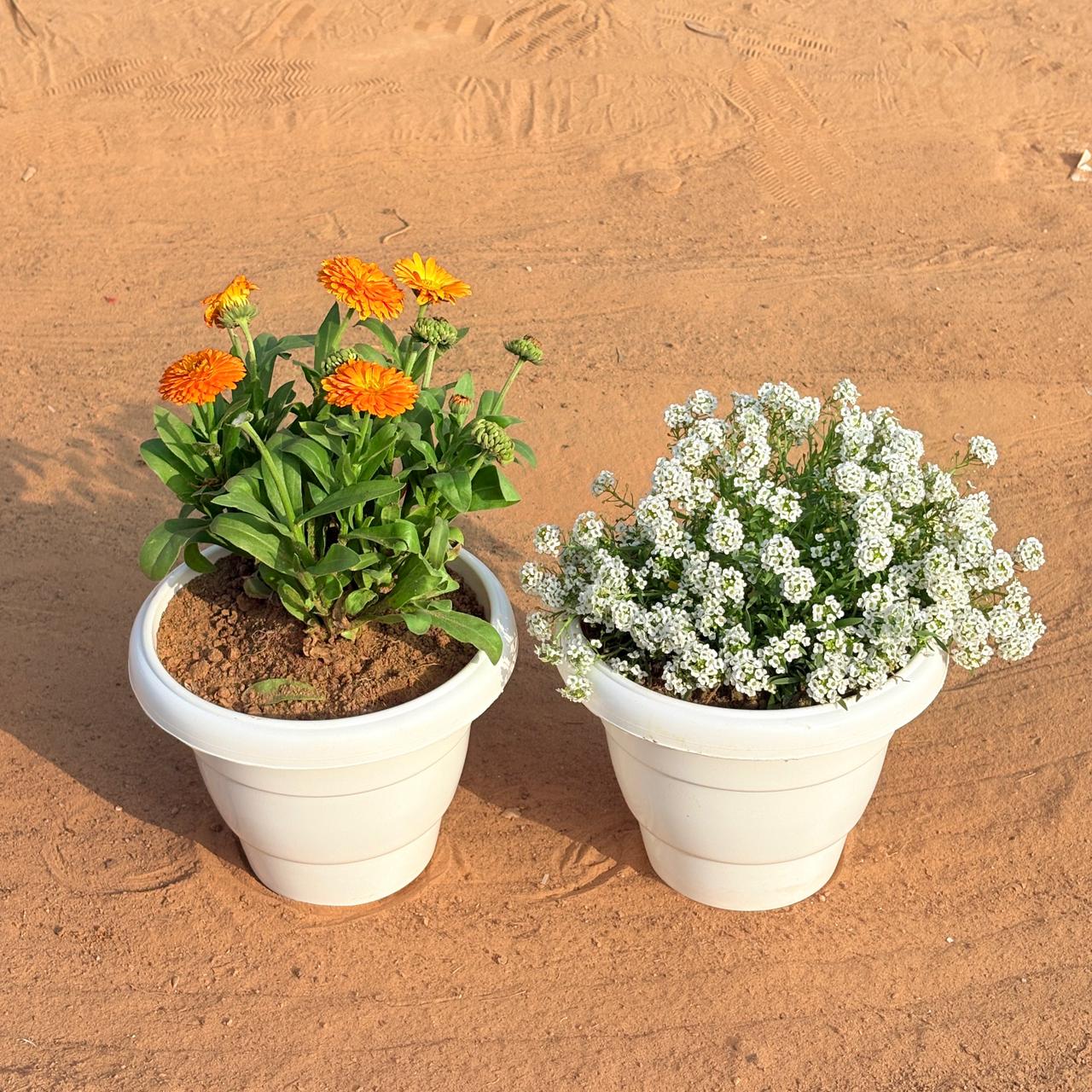 Set of 2 - Alyssum White & Calendula (Any Colour) in 8 Inch White Classy Plastic Pot