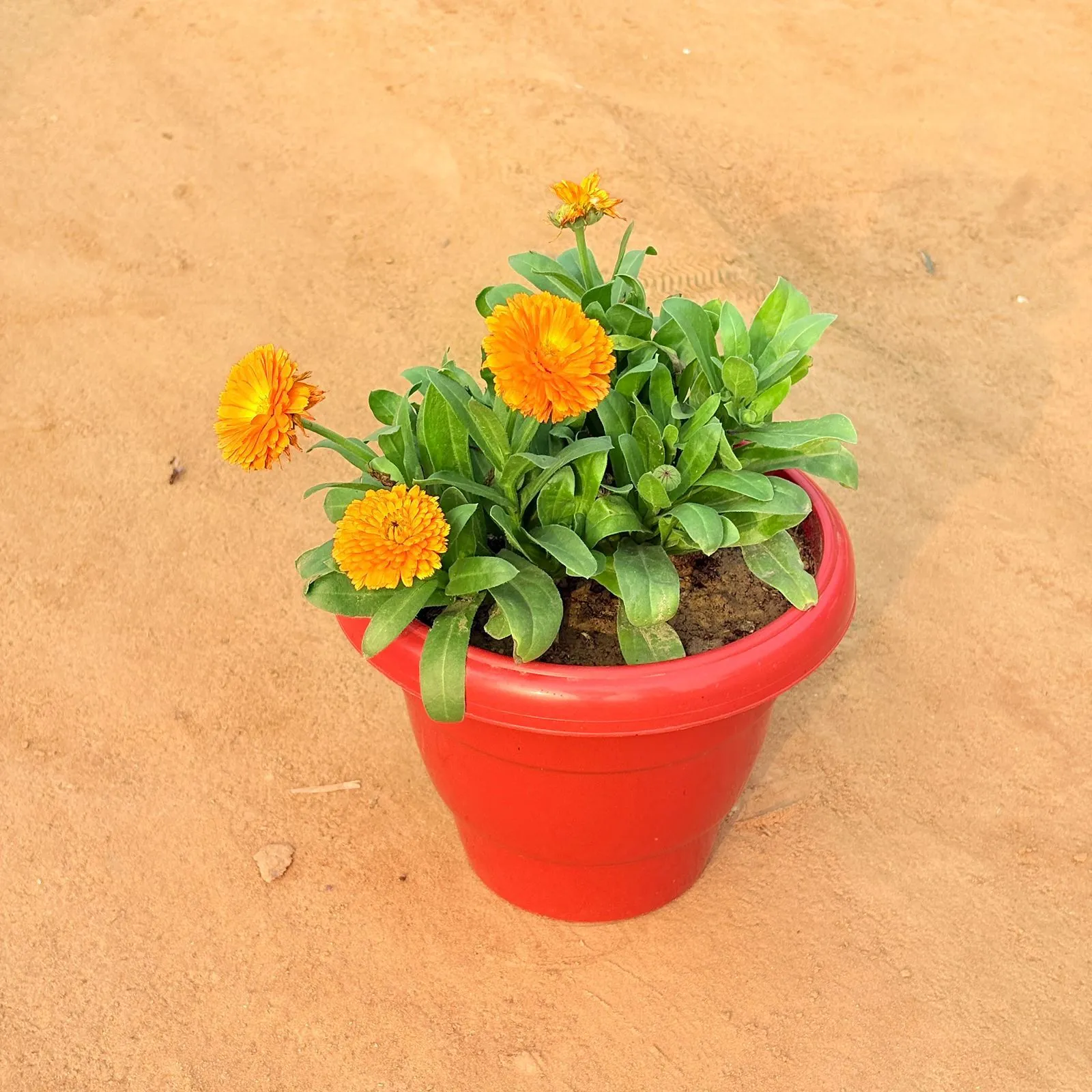 Calendula?Orange in 8 Inch Terracotta Red Classy Plastic Pot