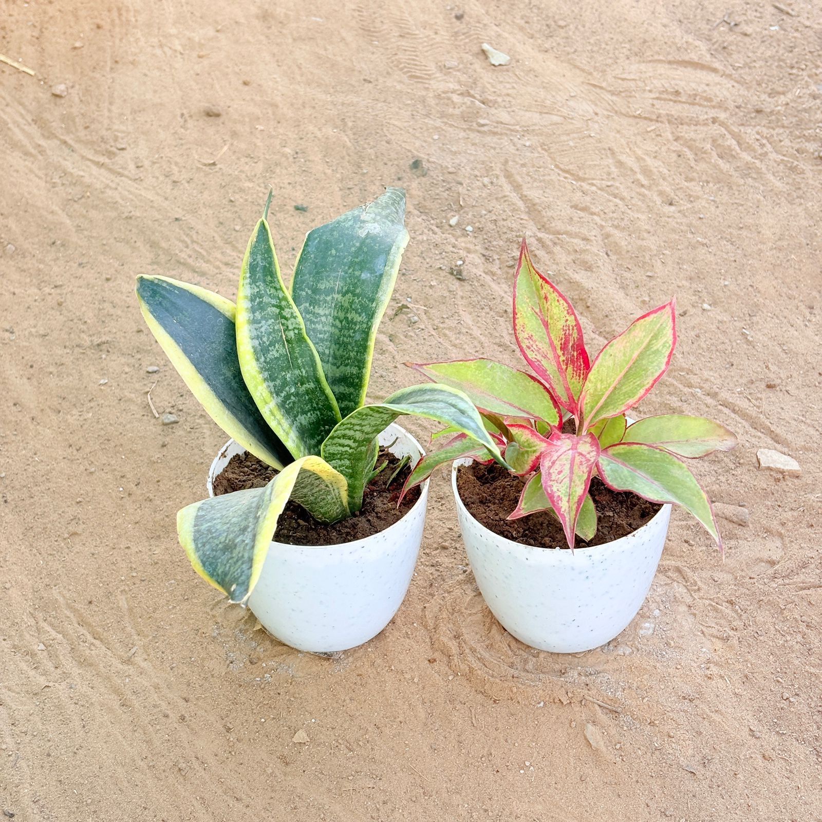 Set of 2 - Snake Yellow & Aglaonema Lipstick in 4 Inch White Premium Orchid Round Plastic Pot