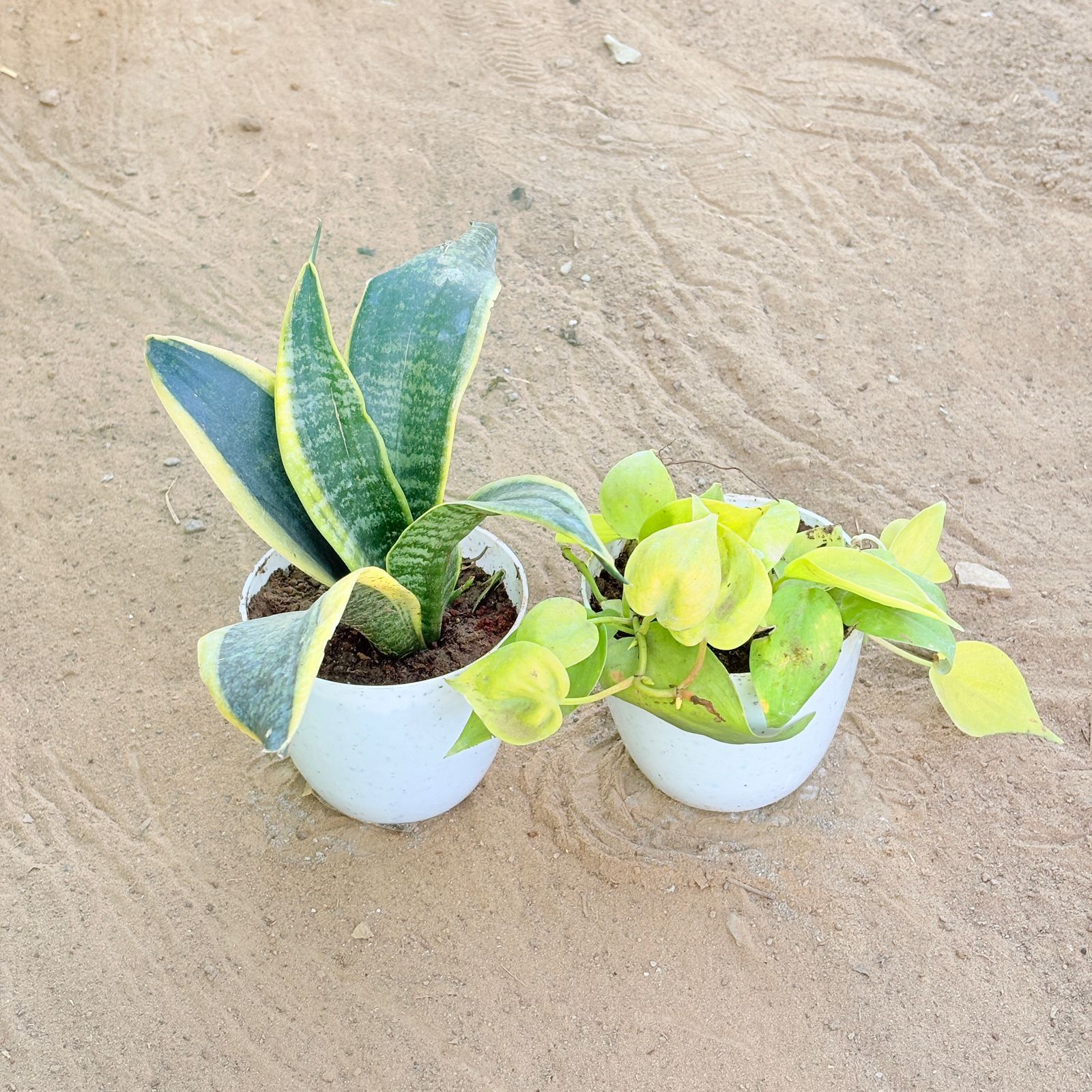 Set of 2 - Snake Yellow & Oxycardium Golden in 4 Inch White Premium Orchid Round Plastic Pot