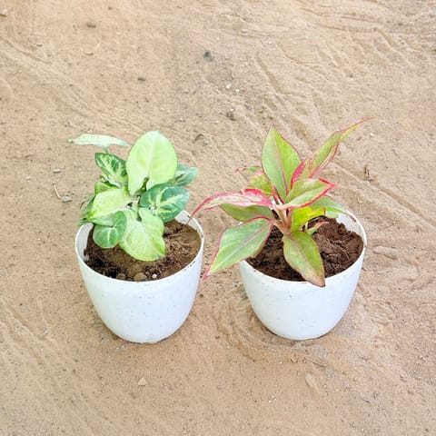 Set of 2 - Syngonium Butterfly & Aglaonema Lipstick in 4 Inch Live Plant White Premium Orchid Round Plastic Pot