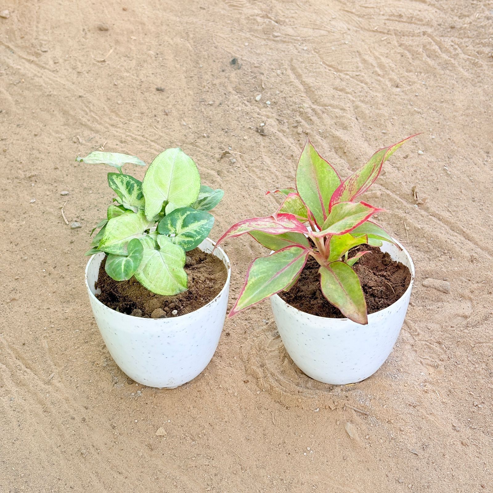 Set of 2 - Syngonium Butterfly & Aglaonema Lipstick in 4 Inch White Premium Orchid Round Plastic Pot
