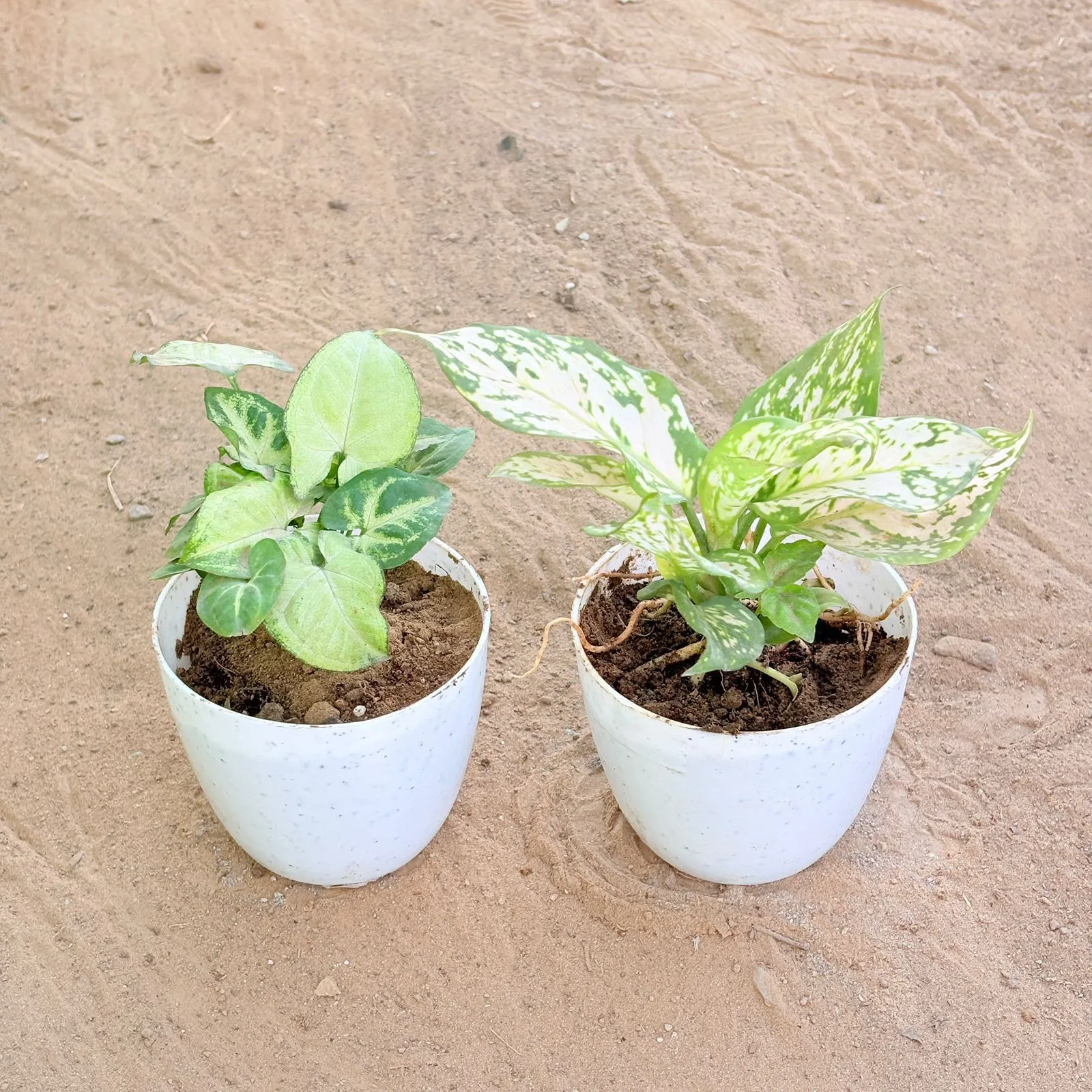 Set of 2 - Syngonium Butterfly & Aglaonema White in 4 Inch White Premium Orchid Round Plastic Pot