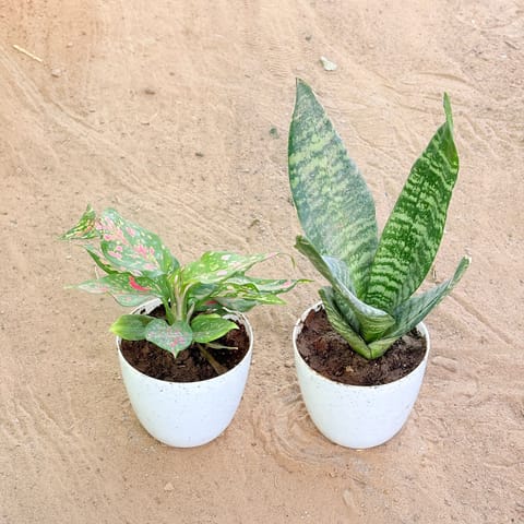 Set of 2 - Aglaonema Pink & Snake Green in 4 Inch White Premium Orchid Round Plastic Pot