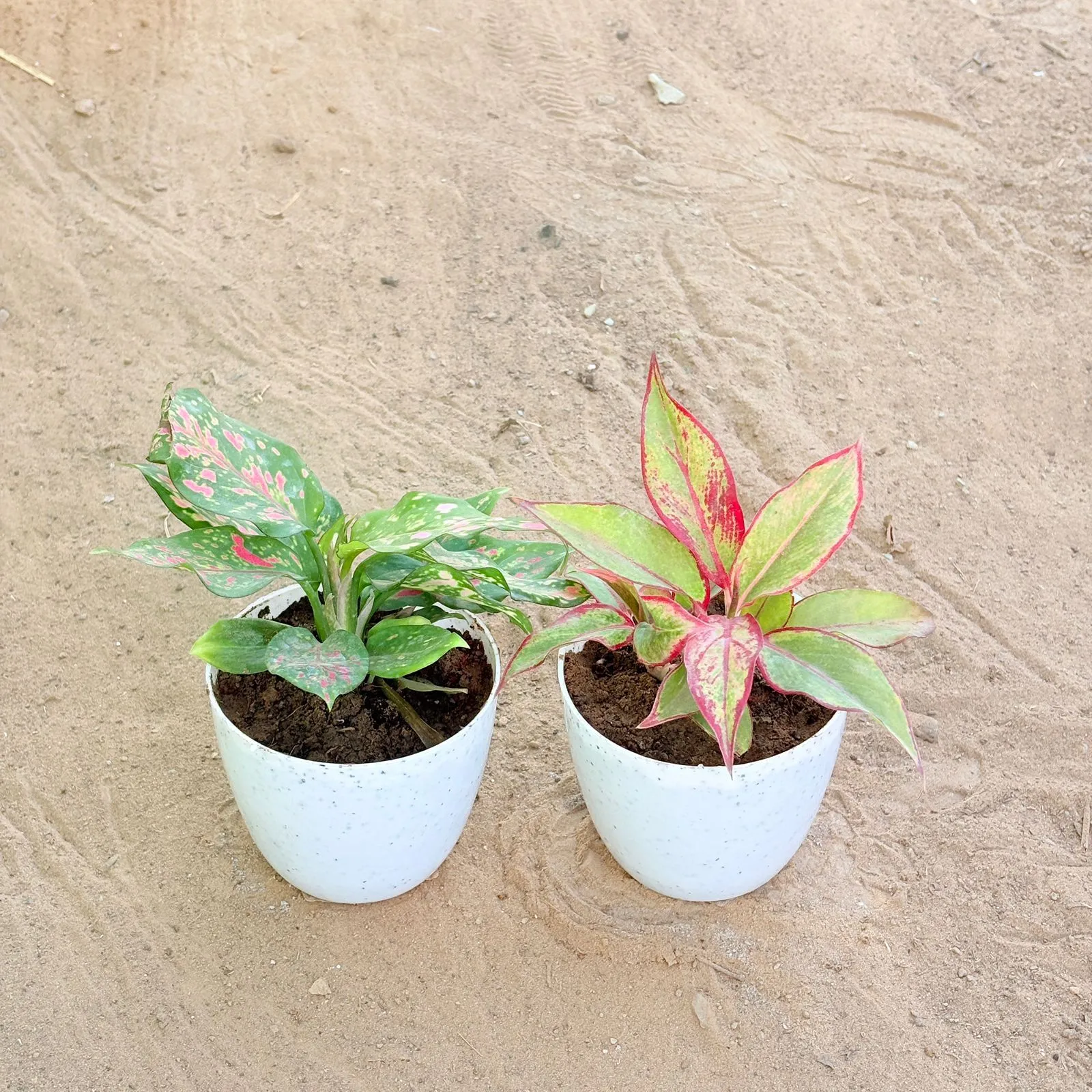 Set of 2 - Aglaonema Pink & Aglaonema Lipstick in 4 Inch White Premium Orchid Round Plastic Pot