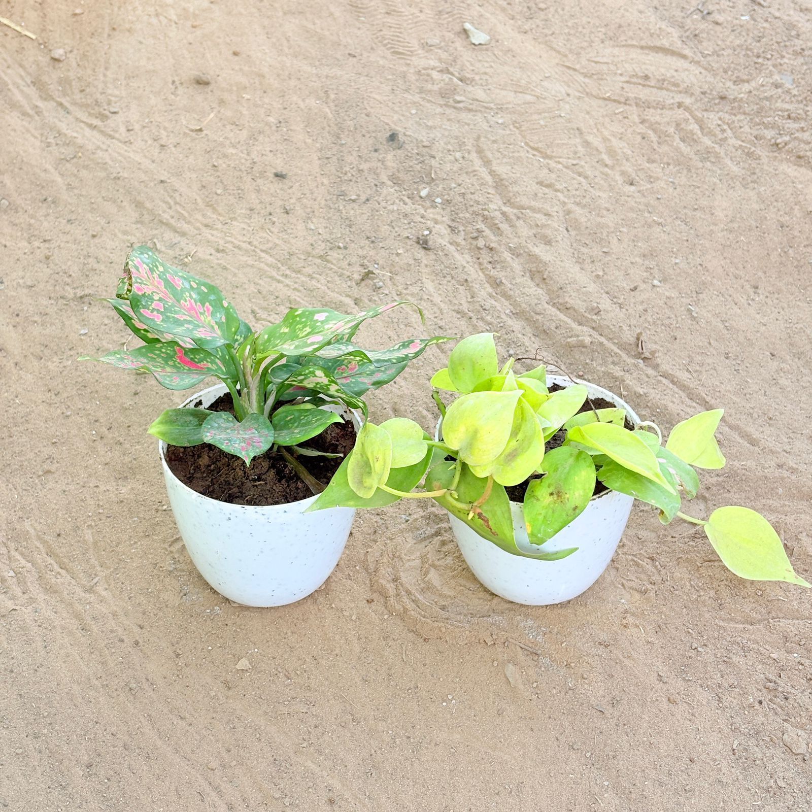 Set of 2 - Aglaonema Pink & Oxycardium Golden in 4 Inch White Premium Orchid Round Plastic Pot