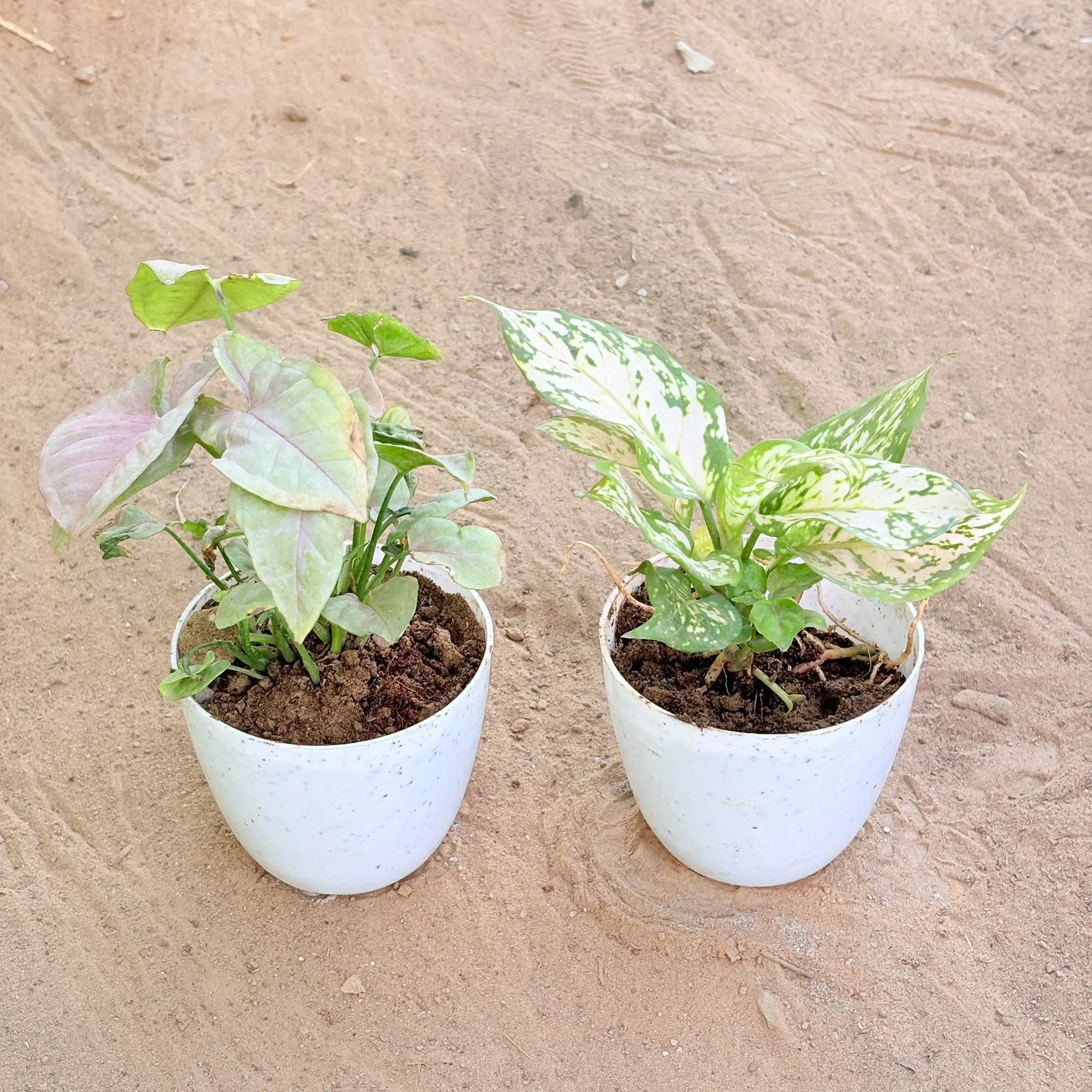 Set of 2 - Syngonium Pink & Aglaonema White in 4 Inch White Premium Orchid Round Plastic Pot