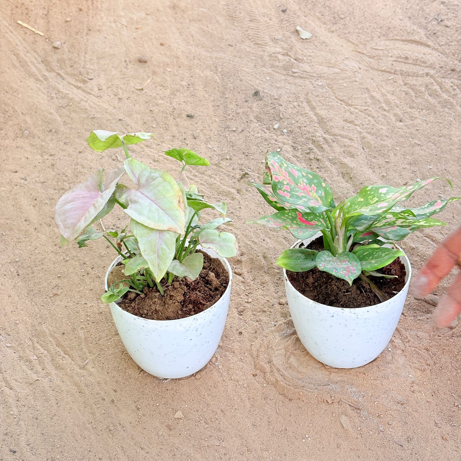 Set of 2 - Syngonium Pink & Aglaonema Pink in 4 Inch White Premium Orchid Round Plastic Pot