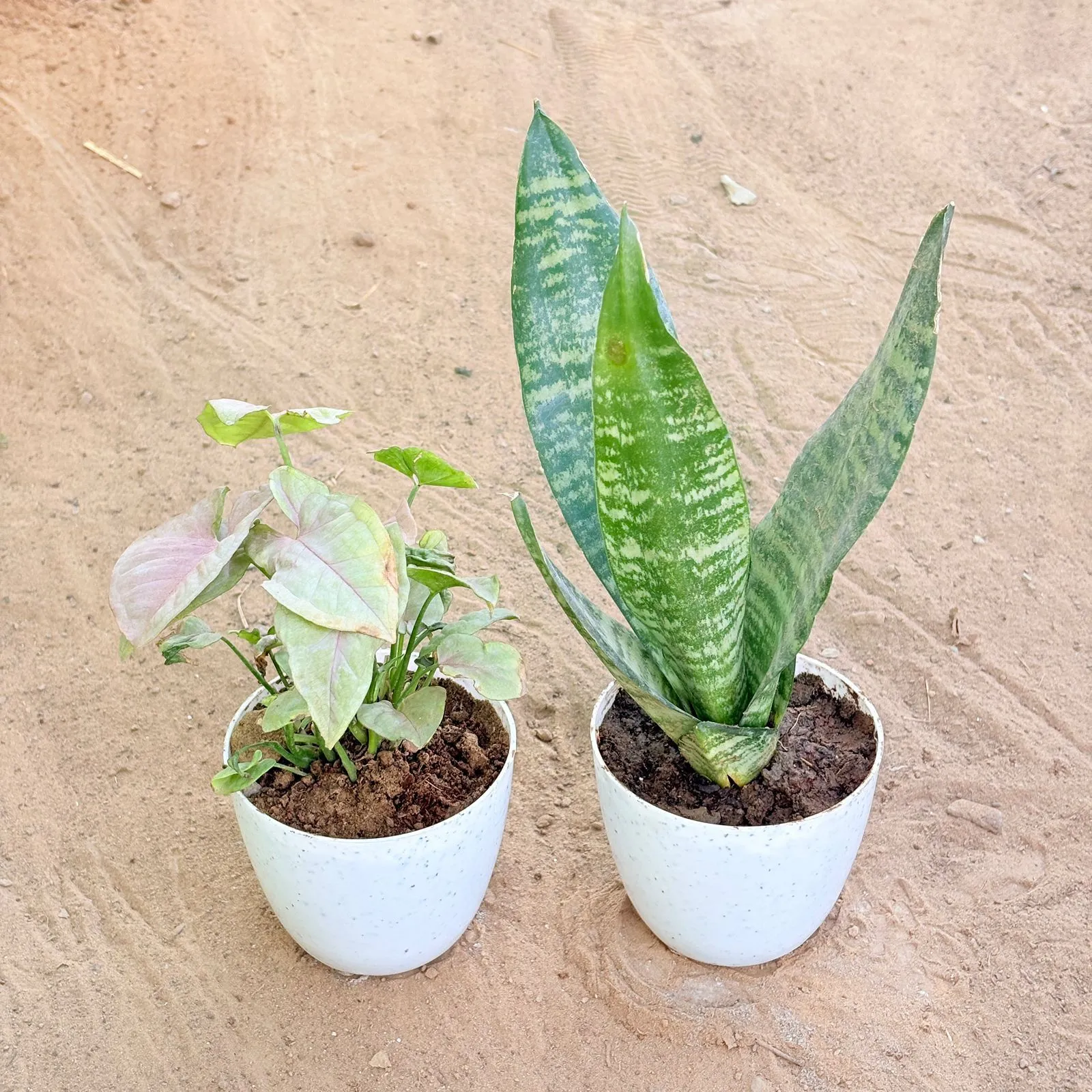 Set of 2 - Syngonium Pink & Snake Green in 4 Inch White Premium Orchid Round Plastic Pot