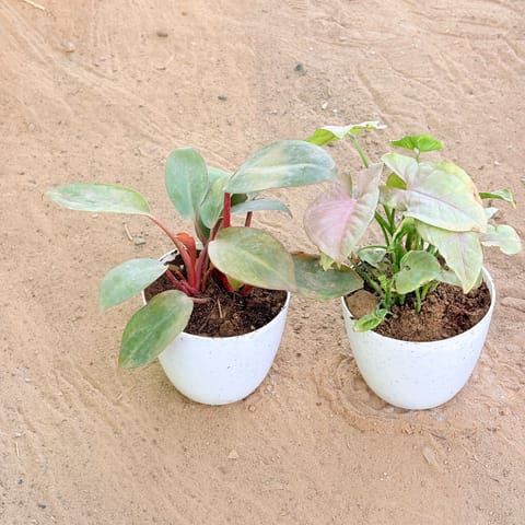 Set of 2 - Syngonium Pink & Philodendron Red in 4 Inch Live Plant White Premium Orchid Round Plastic Pot