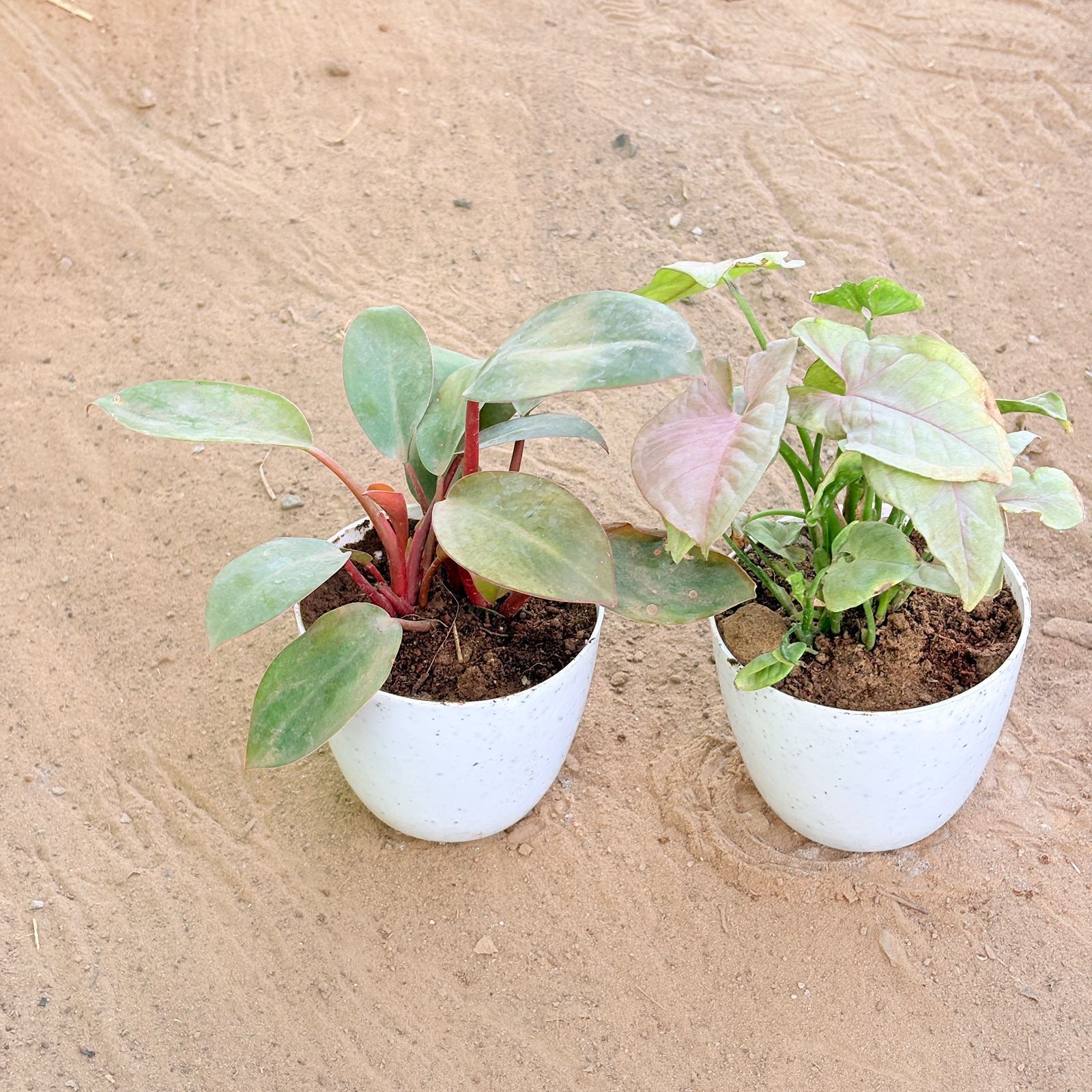 Set of 2 - Syngonium Pink & Philodendron Red in 4 Inch White Premium Orchid Round Plastic Pot