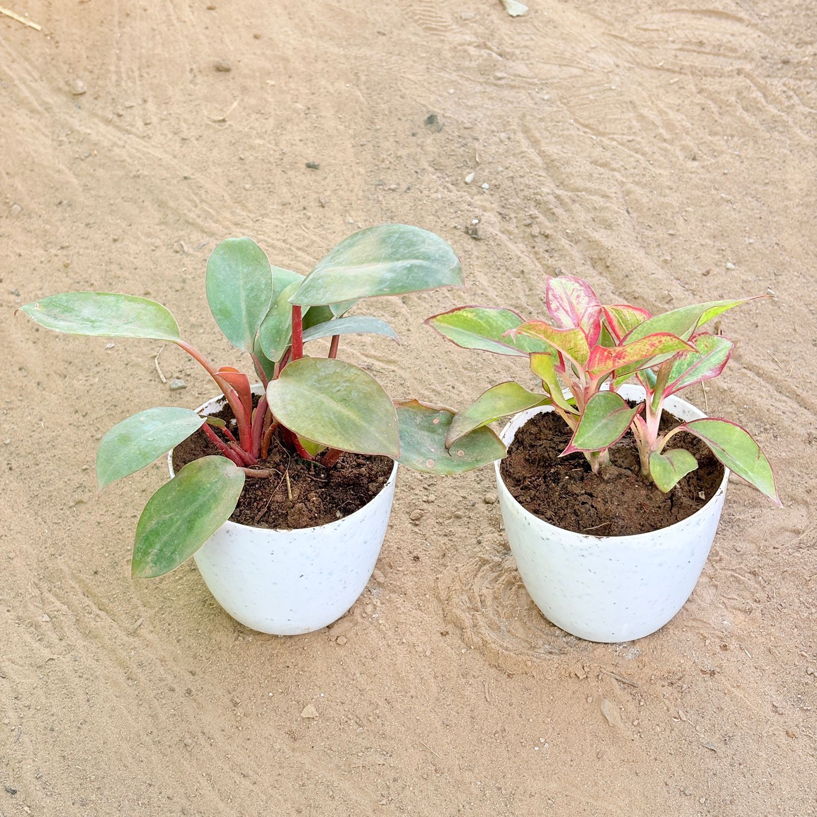 Set of 2 - Philodendron Red & Aglaonema Lipstick in 4 Inch White Premium Orchid Round Plastic Pot