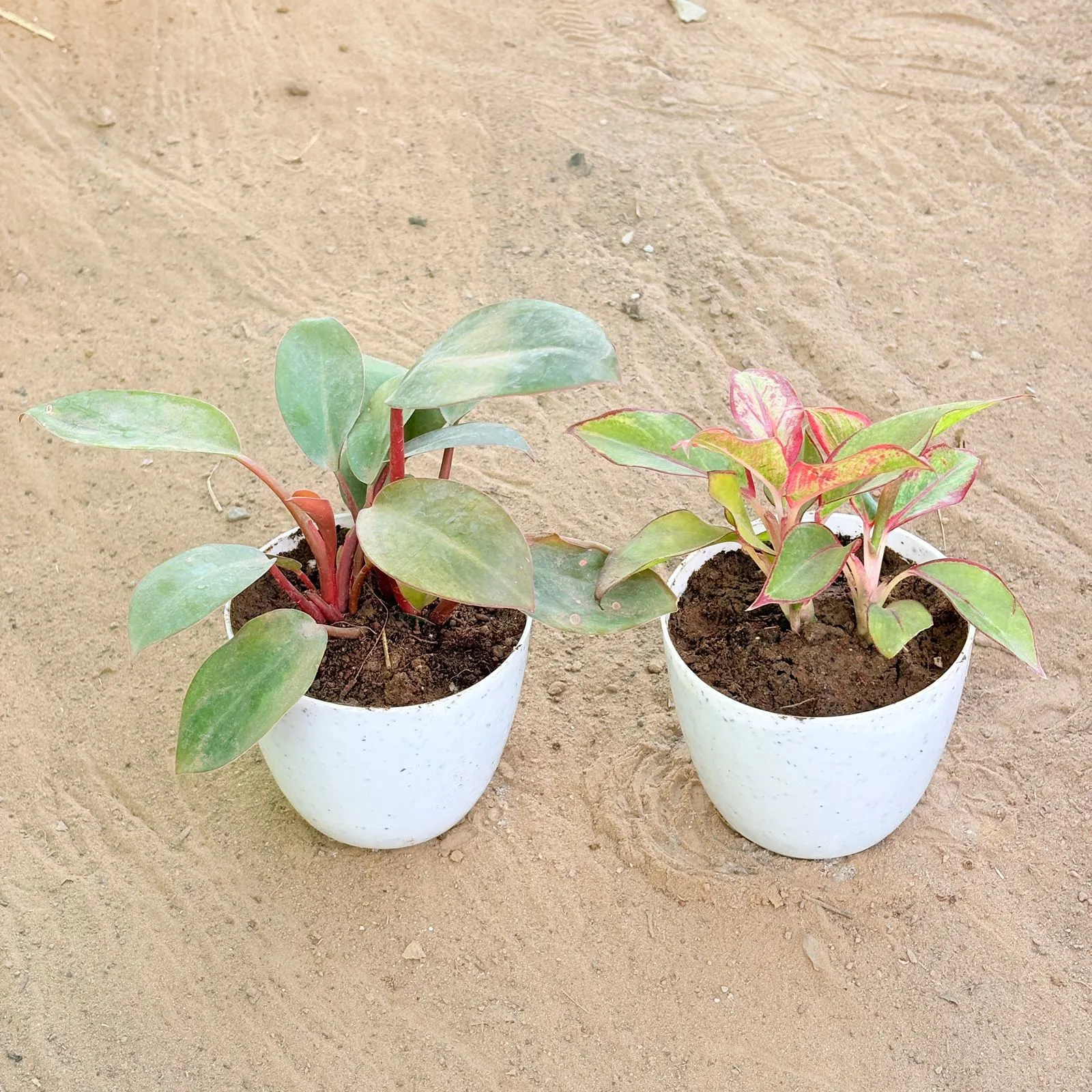Set of 2 - Philodendron Red & Aglaonema Lipstick in 4 Inch White Premium Orchid Round Plastic Pot
