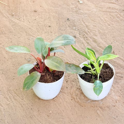 Set of 2 - Philodendron Red & Philodendron Birkin in 4 Inch Live Plant White Premium Orchid Round Plastic Pot