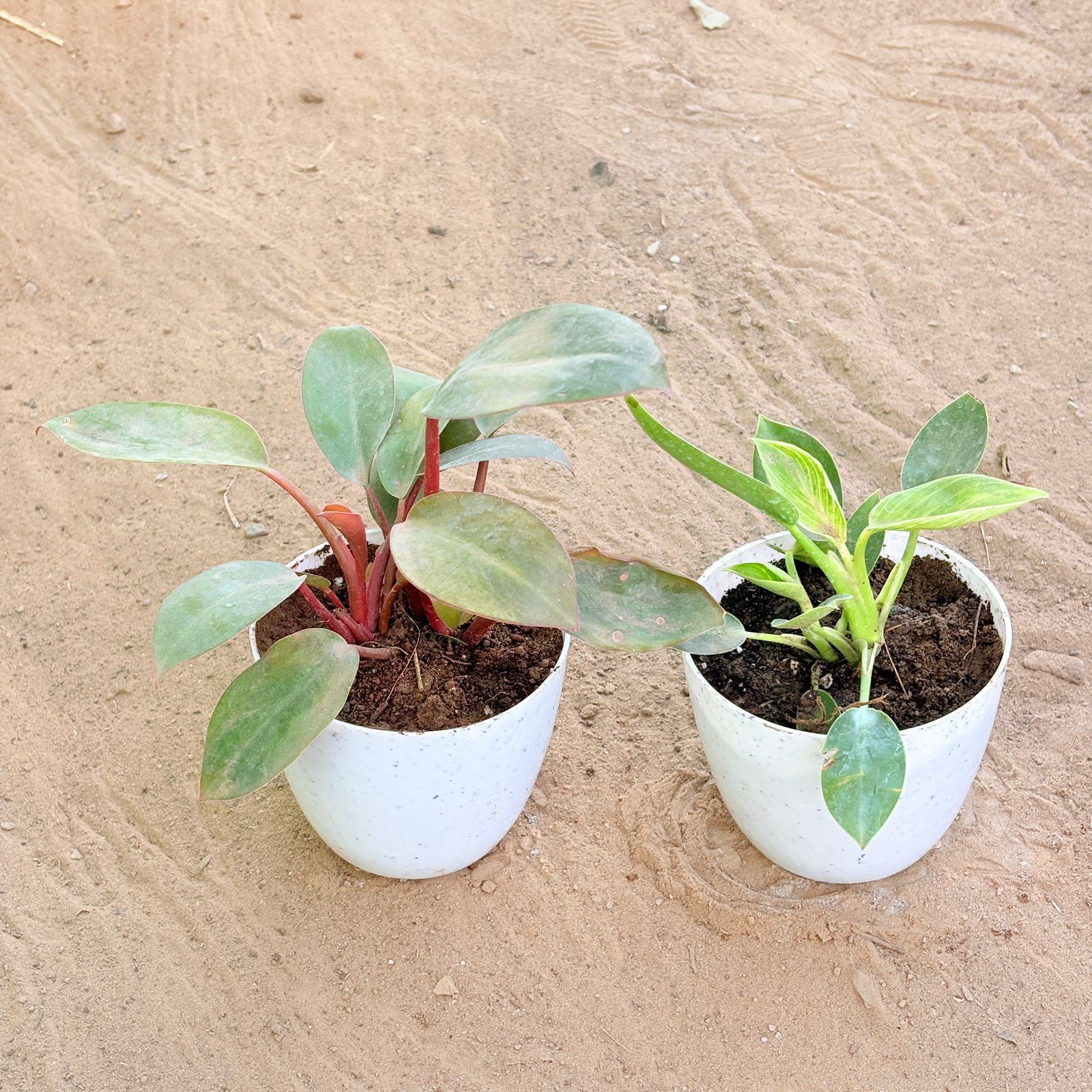 Set of 2 - Philodendron Red & Philodendron Birkin in 4 Inch White Premium Orchid Round Plastic Pot