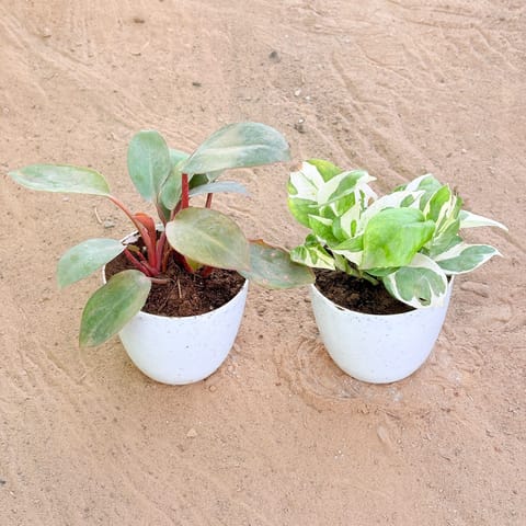 Set of 2 - Philodendron Red & Money Plant N'Joy in 4 Inch Live Plant White Premium Orchid Round Plastic Pot