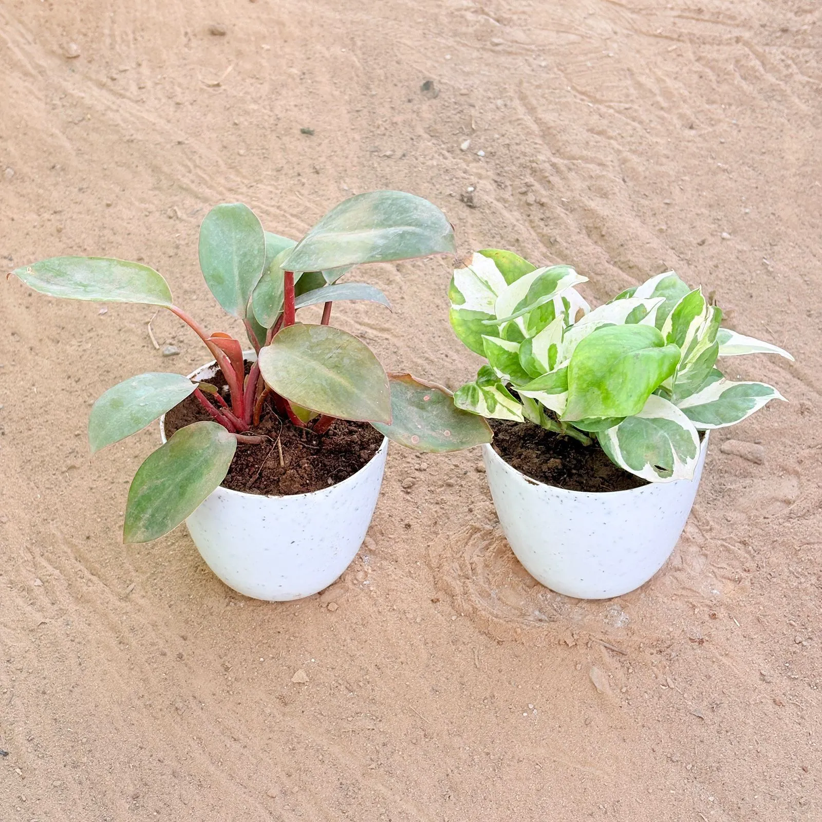 Set of 2 - Philodendron Red & Money Plant N'Joy in 4 Inch White Premium Orchid Round Plastic Pot