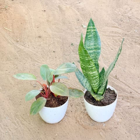 Set of 2 - Philodendron Red & Snake Green in 4 Inch Live Plant White Premium Orchid Round Plastic Pot