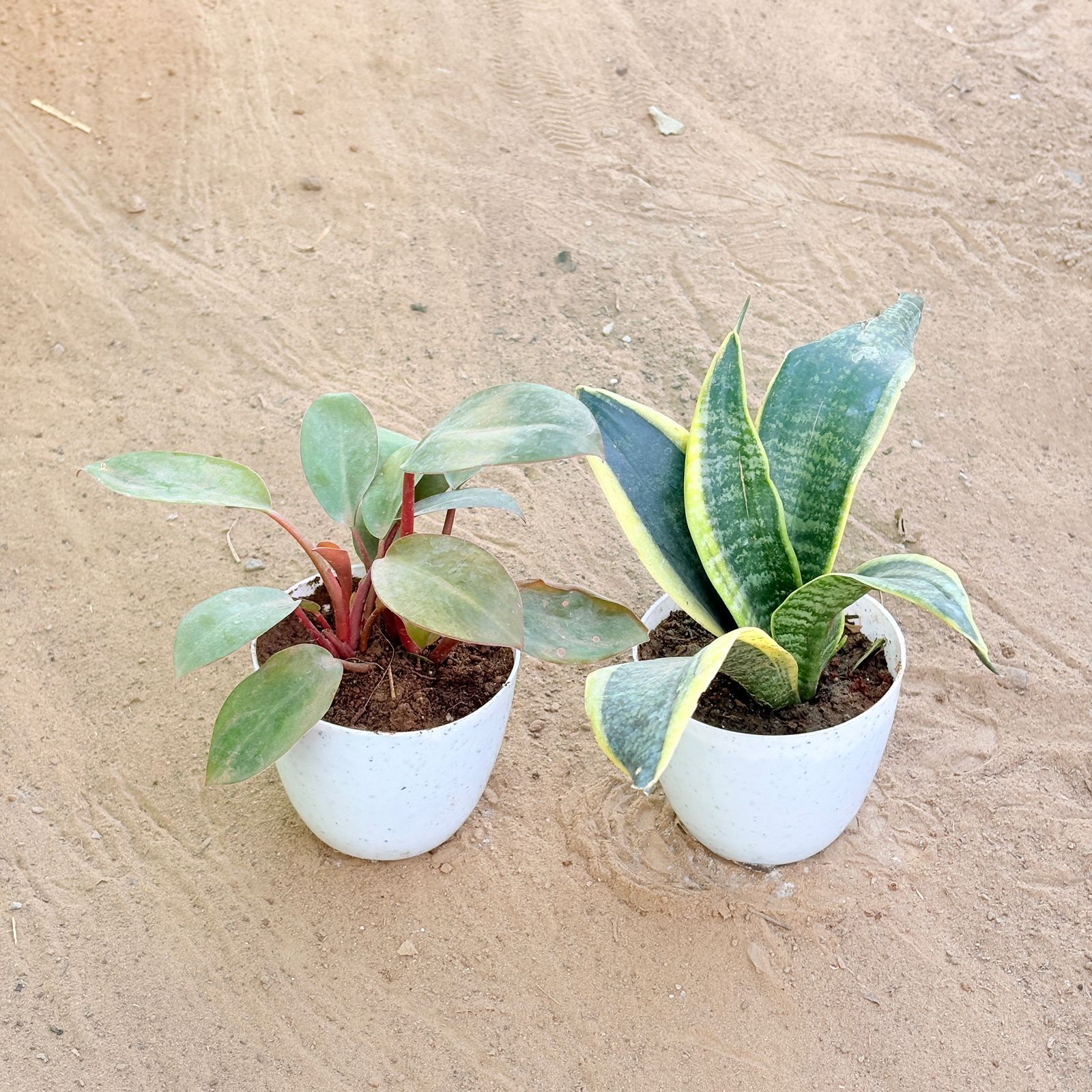Set of 2 - Philodendron Red & Snake Yellow in 4 Inch White Premium Orchid Round Plastic Pot