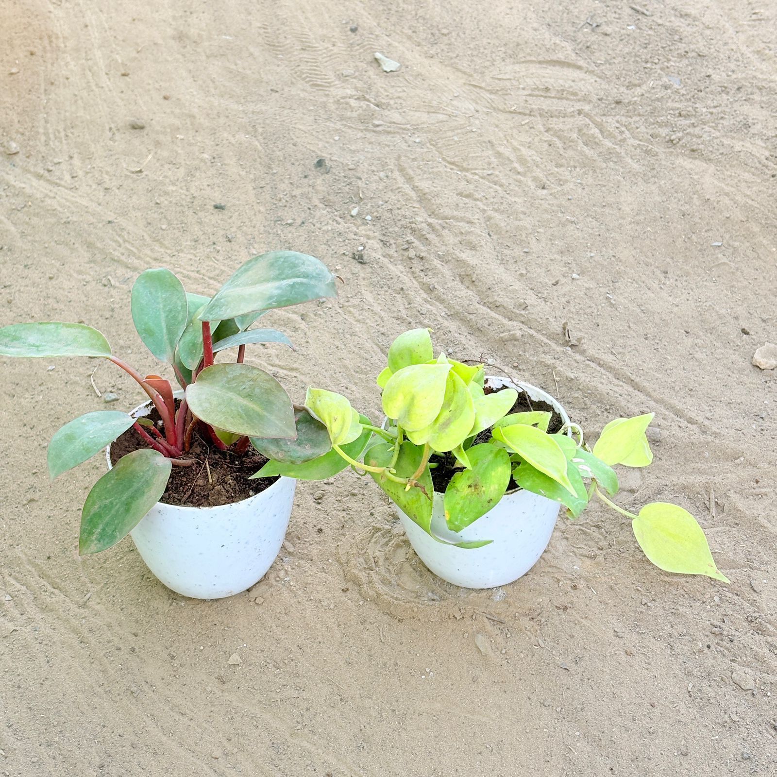 Set of 2 - Philodendron Red & Oxycardium Golden in 4 Inch White Premium Orchid Round Plastic Pot