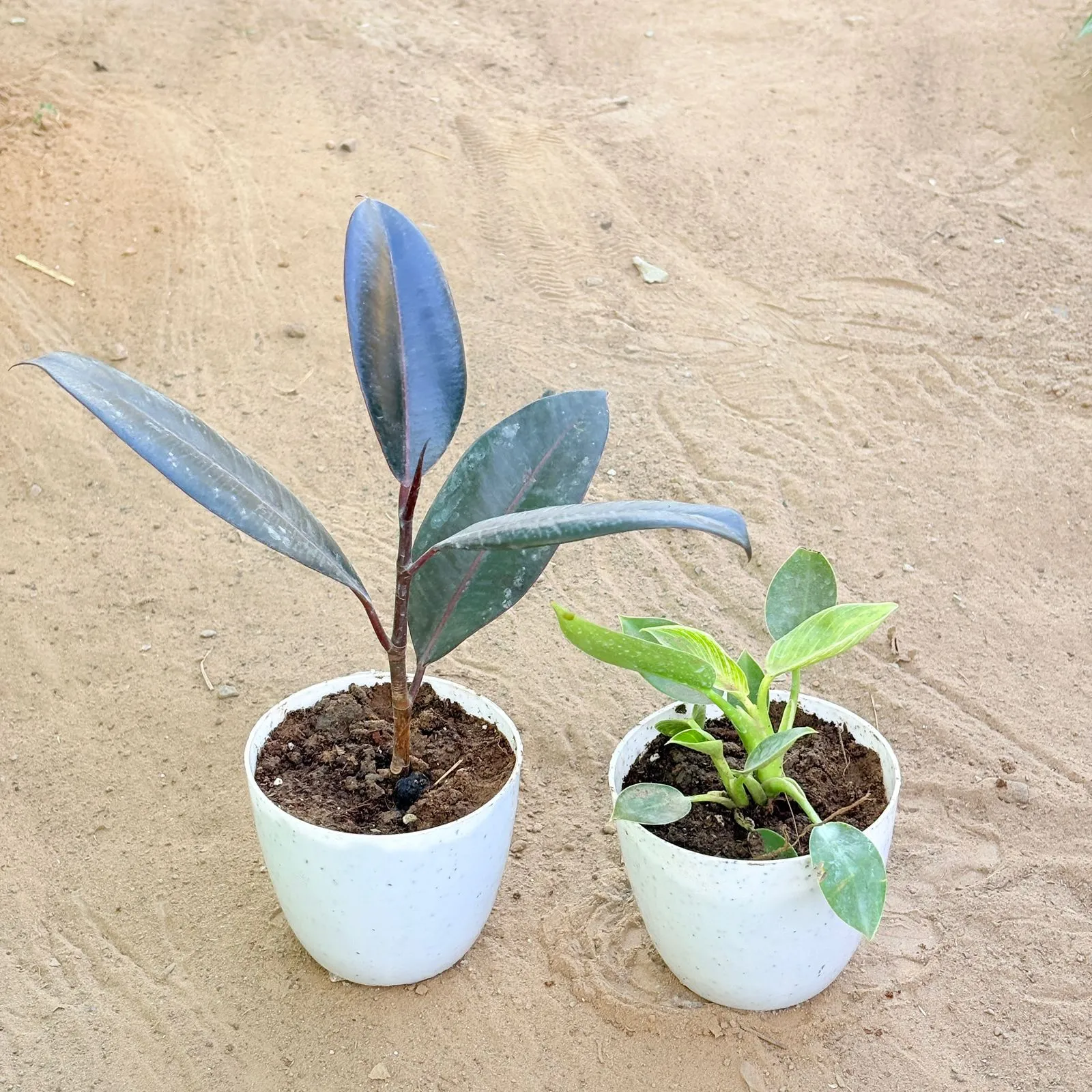 Set of 2 - Rubber Black & Philodendron Birkin in 4 Inch White Premium Orchid Round Plastic Pot