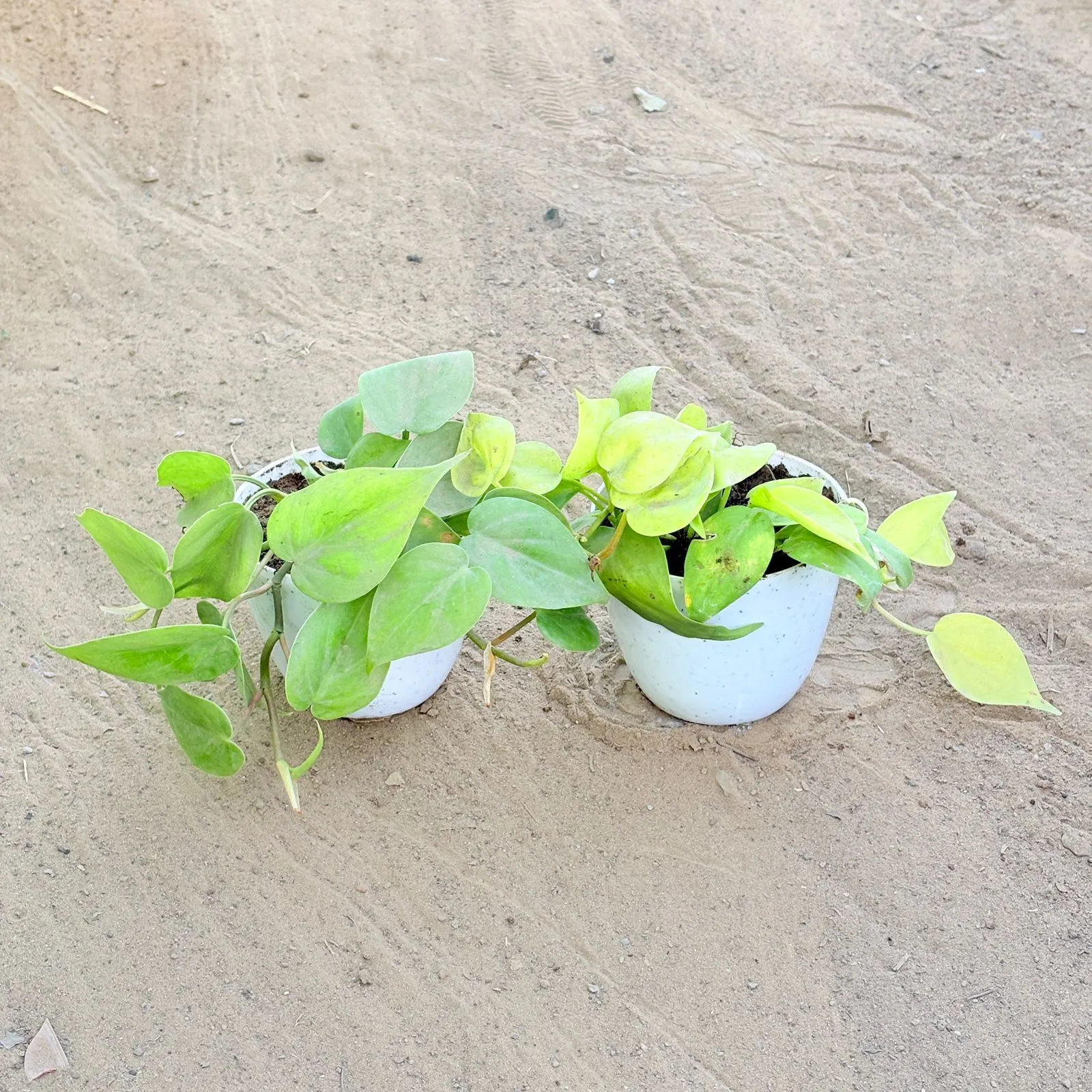 Set of 2 - Oxycardium Green & Oxycardium Golden in 4 Inch White Premium Orchid Round Plastic Pot