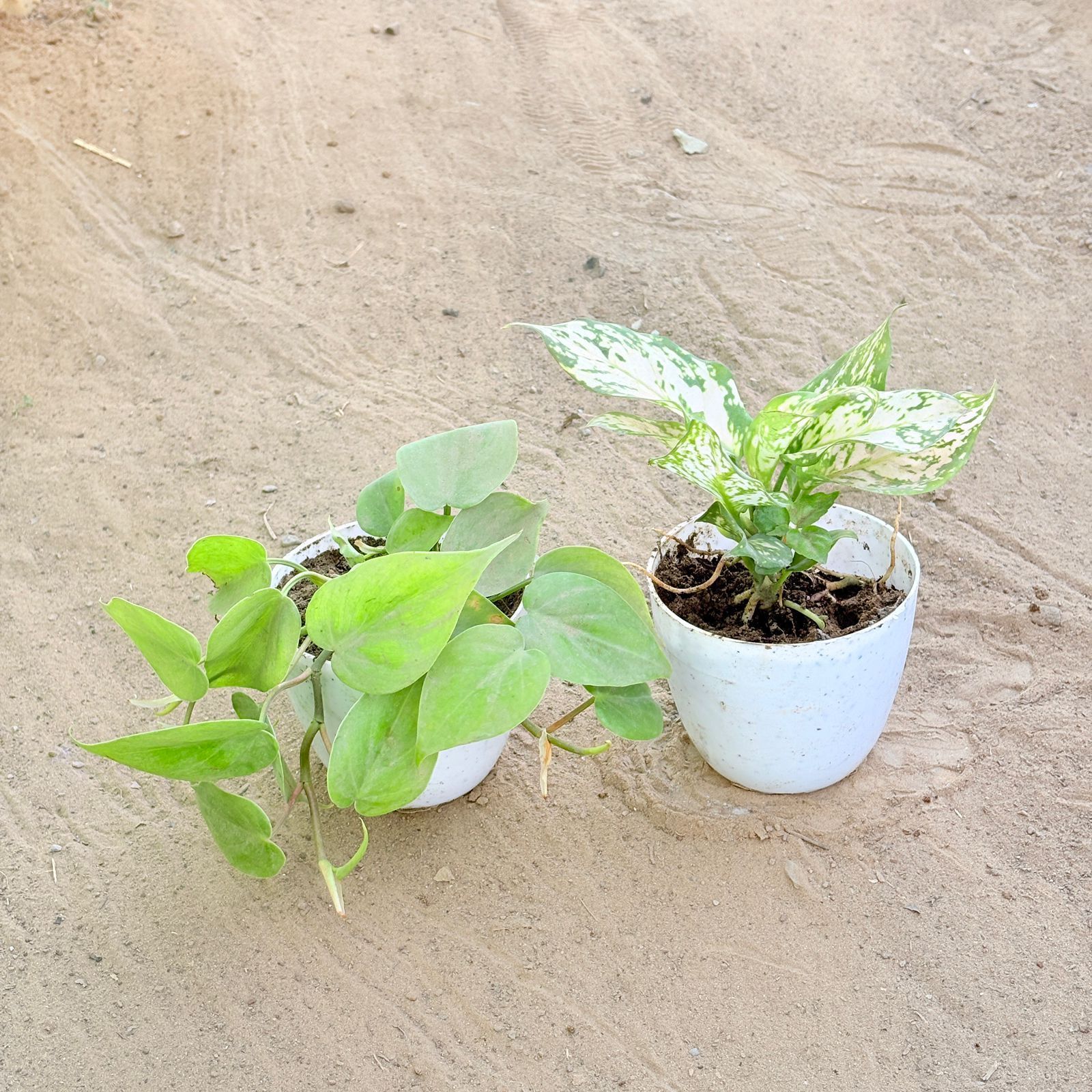 Set of 2 - Oxycardium Green & Aglaonema White in 4 Inch White Premium Orchid Round Plastic Pot