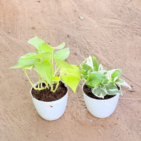 Set of 2 - Money Plant Golden & Money Plant N'Joy in 4 Inch Live Plant White Premium Orchid Round Plastic Pot