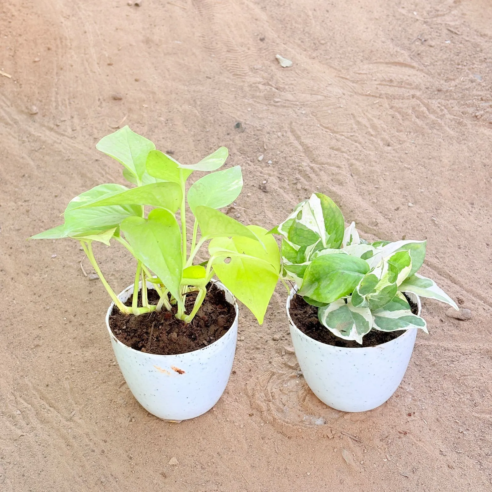 Set of 2 - Money Plant Golden & Money Plant N'Joy in 4 Inch White Premium Orchid Round Plastic Pot