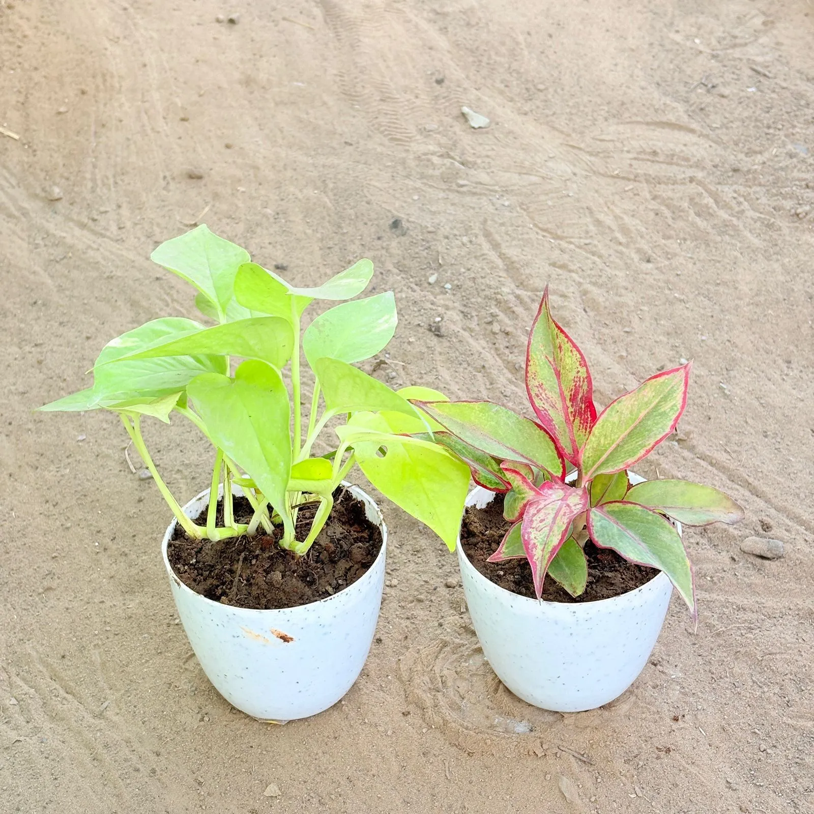 Set of 2 - Money Plant Golden & Aglaonema Lipstick in 4 Inch White Premium Orchid Round Plastic Pot