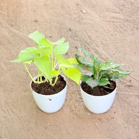 Set of 2 - Money Plant Golden & Aglaonema Pink in 4 Inch Live Plant White Premium Orchid Round Plastic Pot
