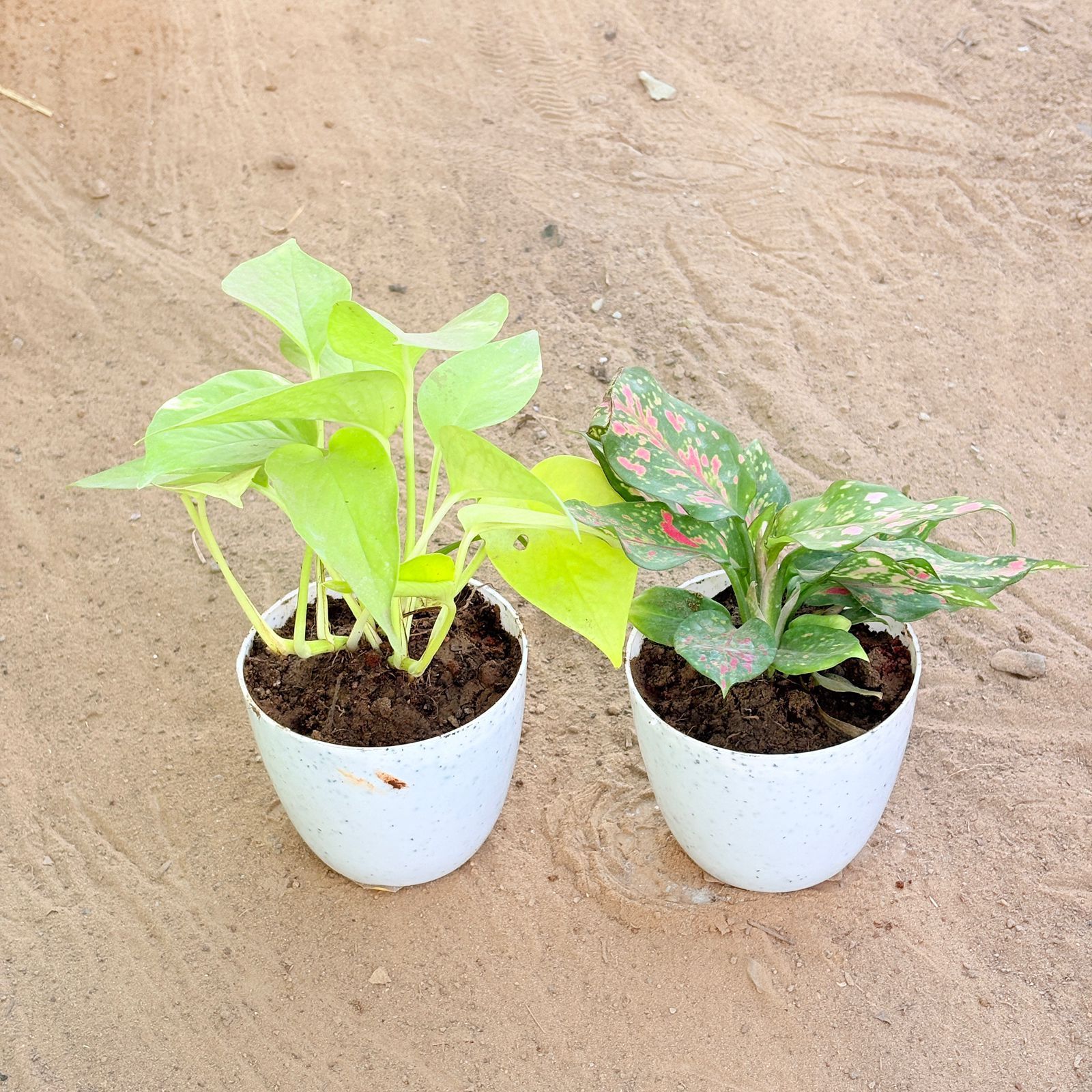 Set of 2 - Money Plant Golden & Aglaonema Pink in 4 Inch White Premium Orchid Round Plastic Pot