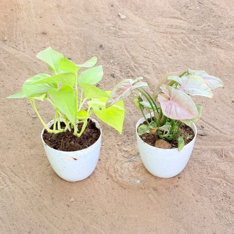 Set of 2 - Money Plant Golden & Syngonium Pink in 4 Inch Live Plant White Premium Orchid Round Plastic Pot