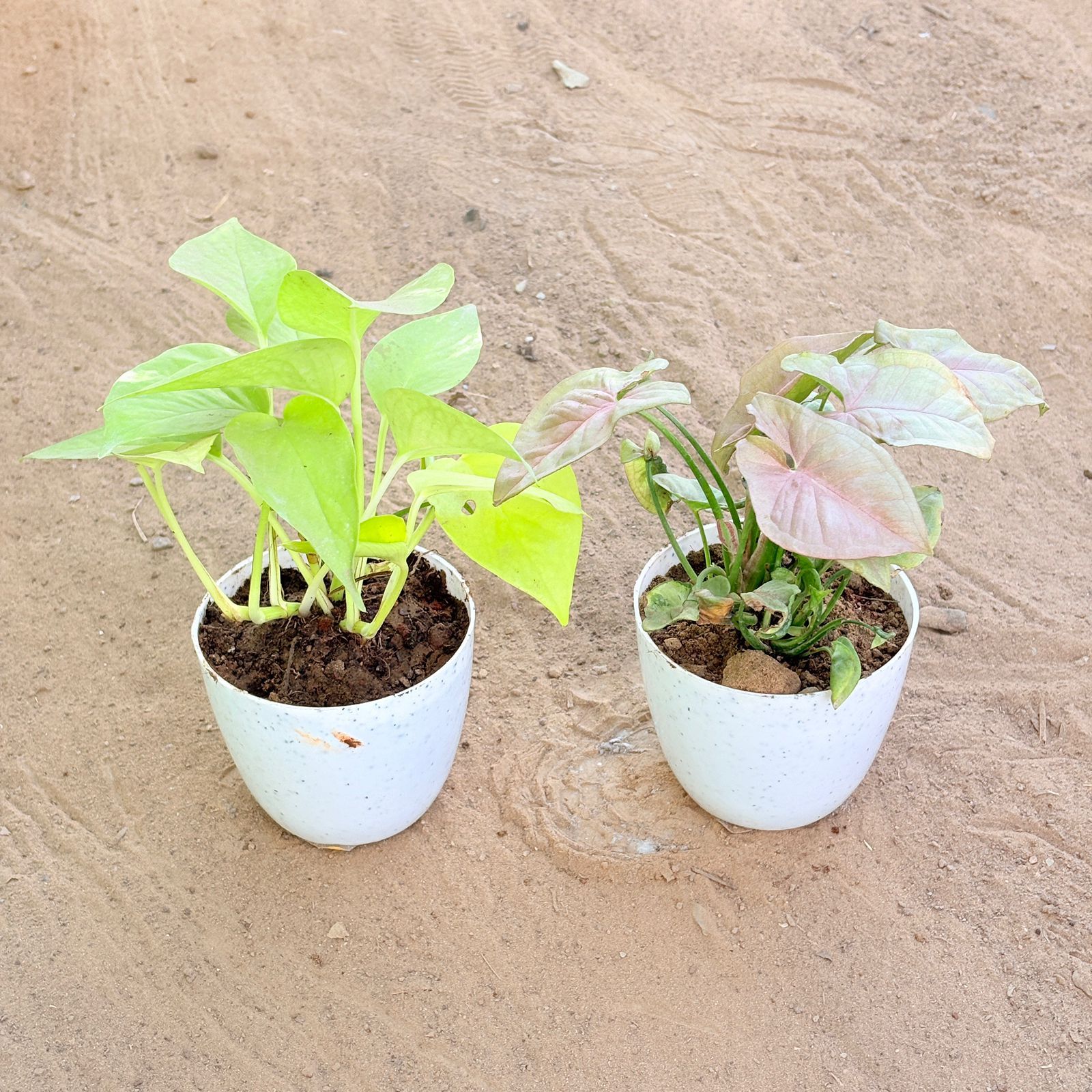 Set of 2 - Money Plant Golden & Syngonium Pink in 4 Inch White Premium Orchid Round Plastic Pot