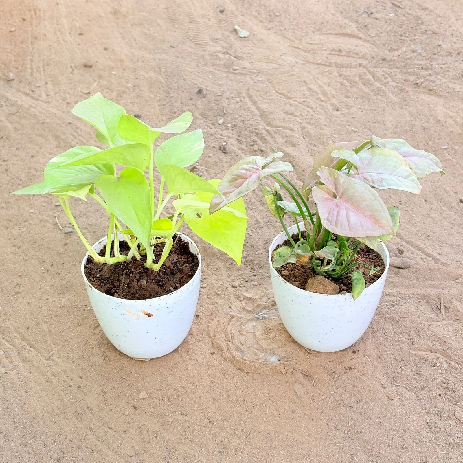 Set of 2 - Money Plant Golden & Syngonium Pink in 4 Inch White Premium Orchid Round Plastic Pot