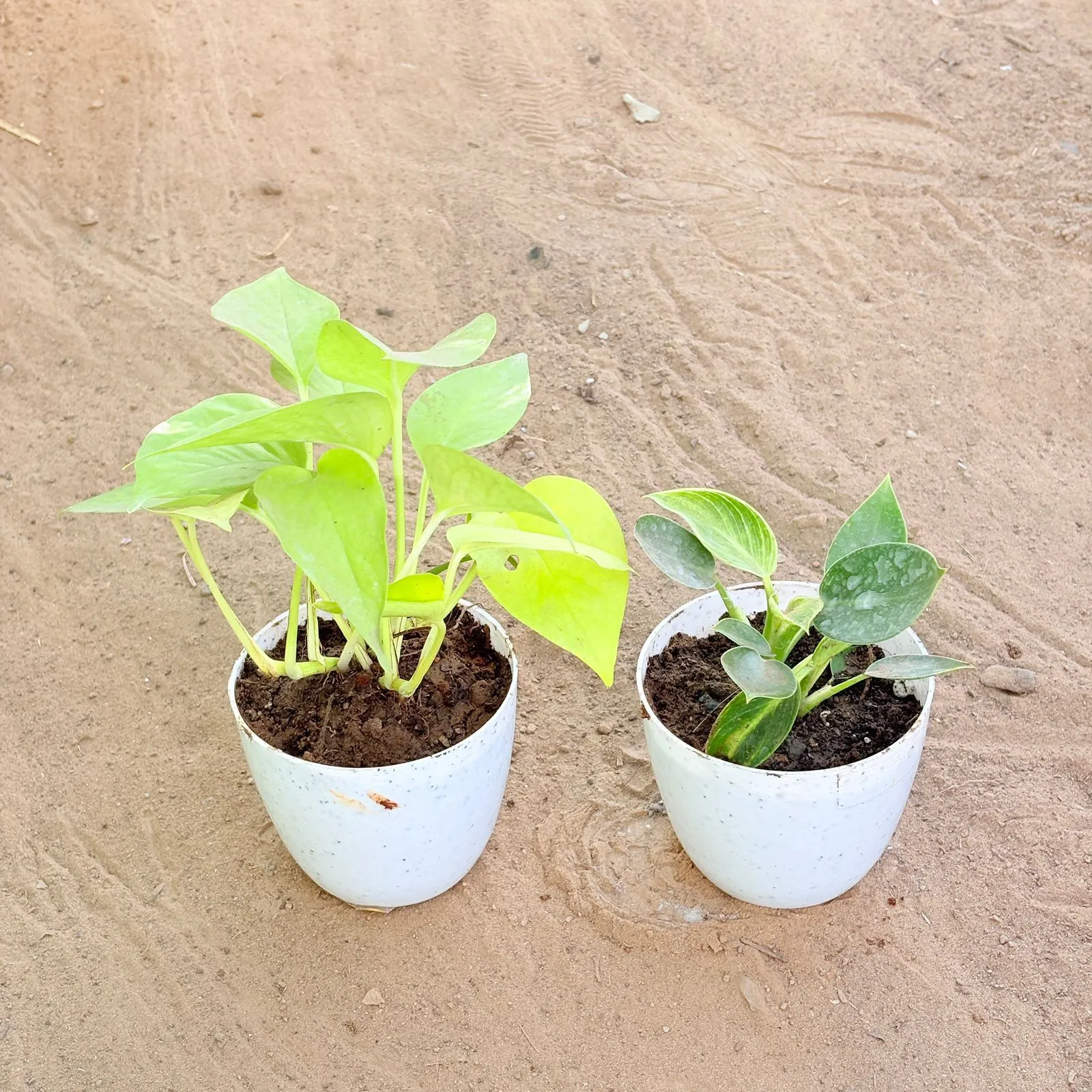 Set of 2 - Money Plant Golden & Philodendron Birkin in 4 Inch White Premium Orchid Round Plastic Pot
