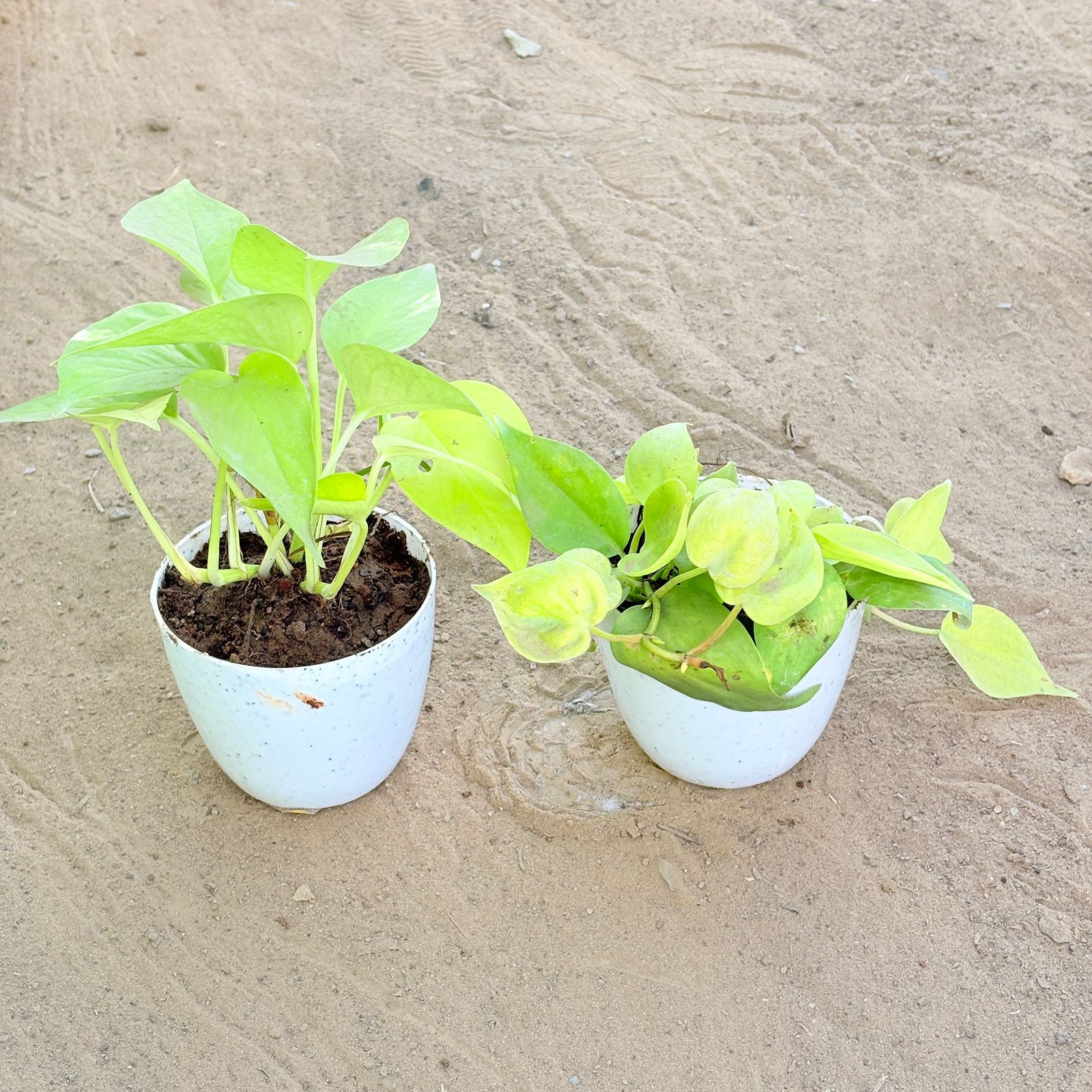 Set of 2 - Money Plant Golden & Oxycardium Golden in 4 Inch White Premium Orchid Round Plastic Pot