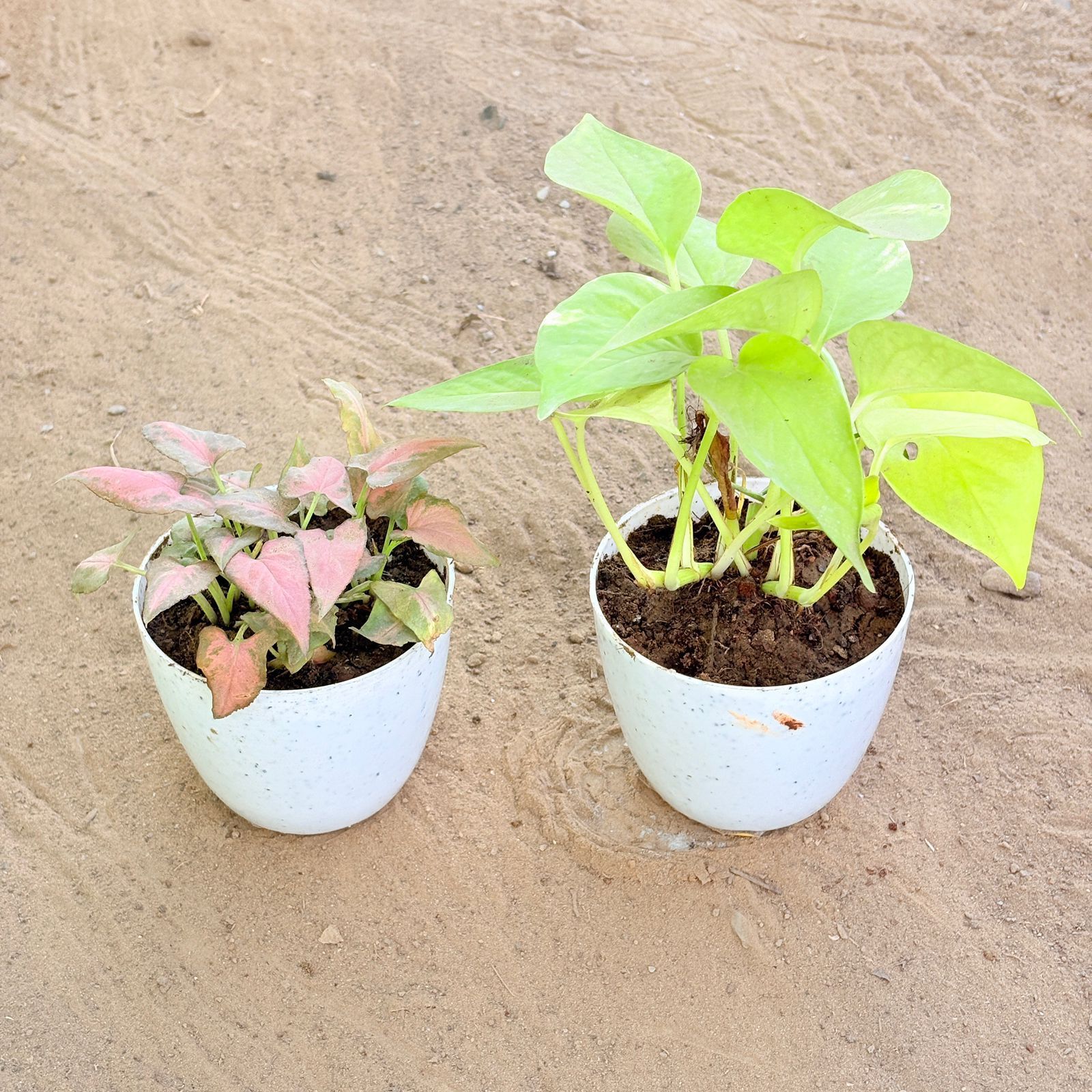 Set of 2 - Money Plant Golden & Syngonium Pink Arrowhead in 4 Inch White Premium Orchid Round Plastic Pot