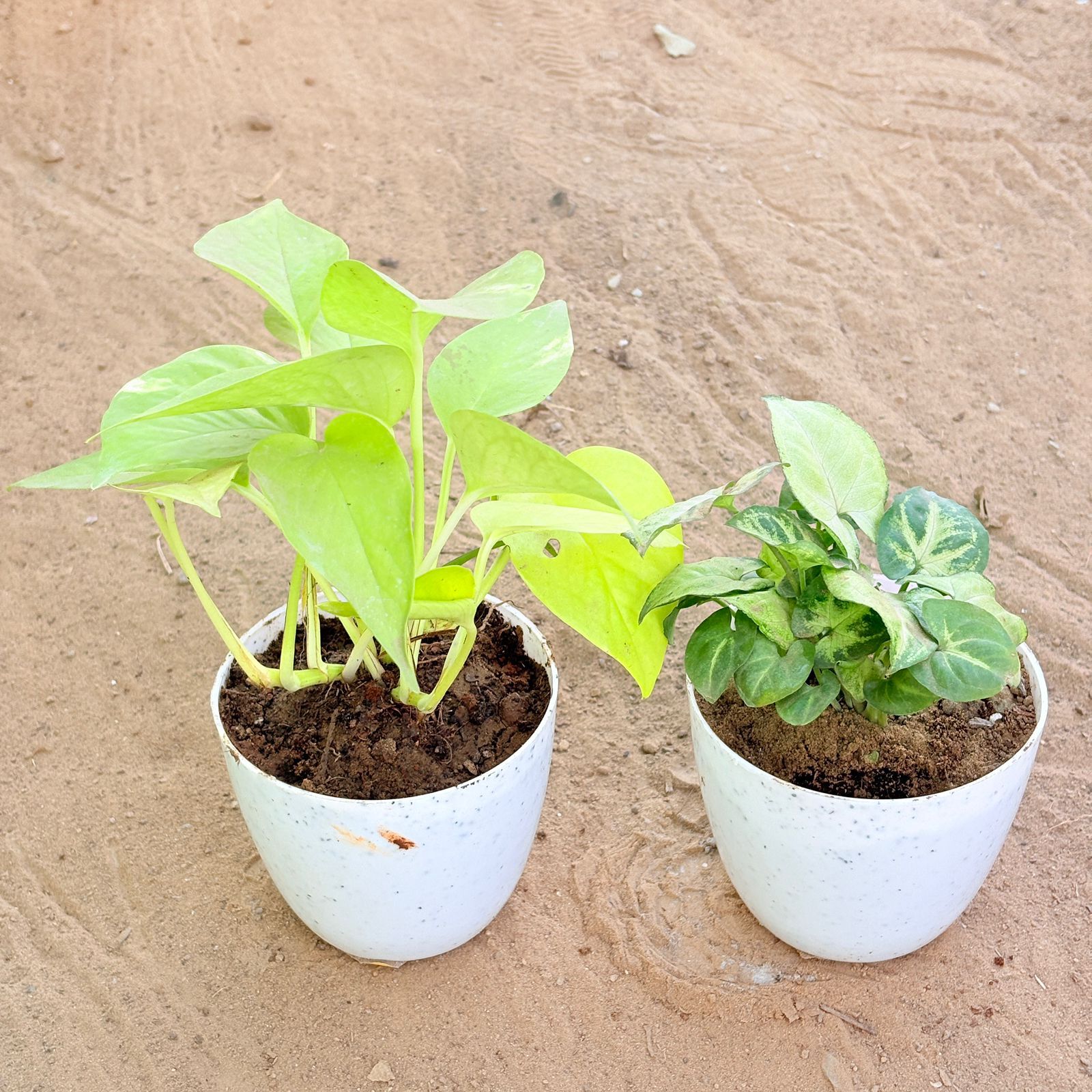 Set of 2 - Money Plant Golden & Syngonium Butterfly in 4 Inch White Premium Orchid Round Plastic Pot