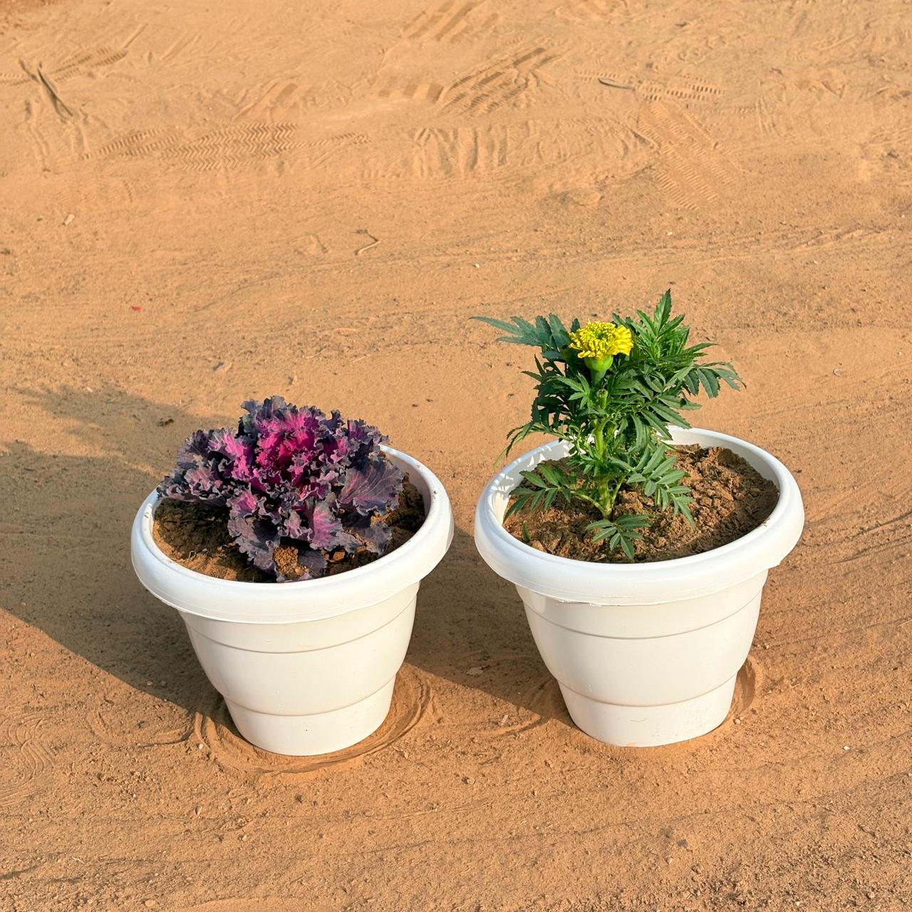 Set of 2 - Kale & Marigold / Genda (Any Colour) in 8 Inch White Classy Plastic Pot