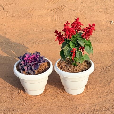 Set of 2 - Salvia Red & Kale (Any Colour) in 8 Inch White Classy Plastic Pot