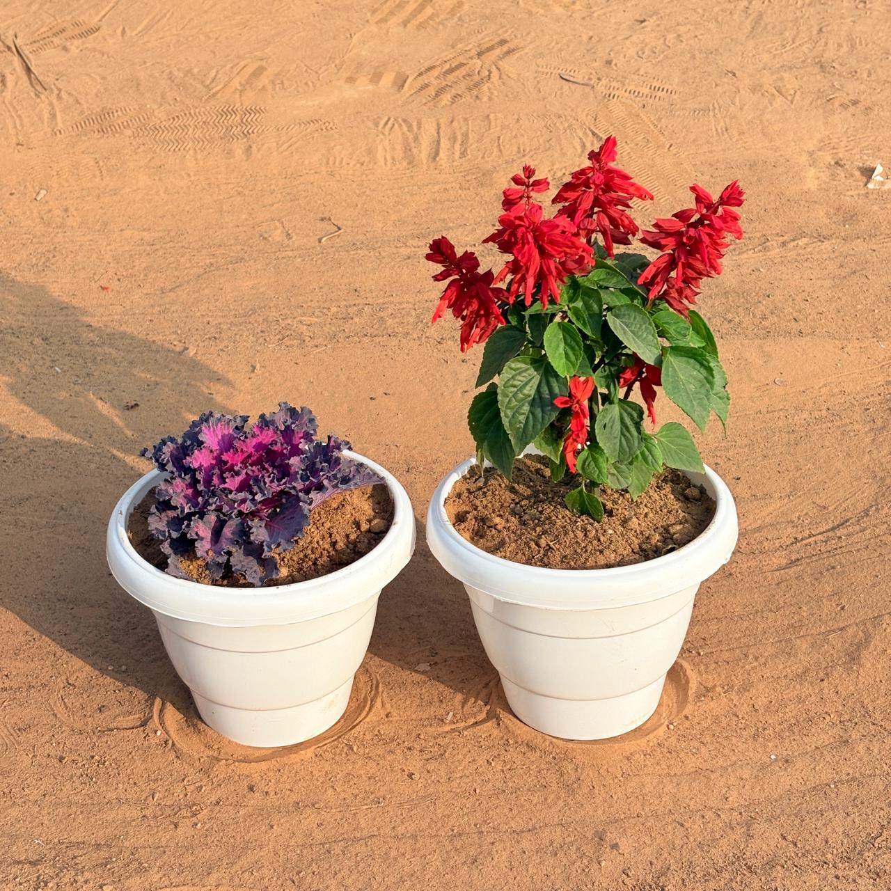 Set of 2 - Salvia Red & Kale (Any Colour) in 8 Inch White Classy Plastic Pot