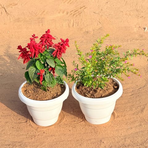Set of 2 - Salvia Red & Cuphea / False Heather Pink in 8 Inch White Classy Plastic Pot