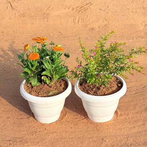 Set of 2 - Cuphea / False Heather & Calendula (Any Colour) in 8 Inch White Classy Plastic Pot