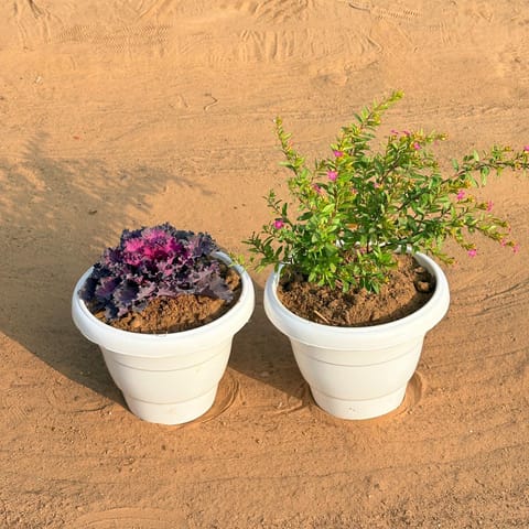 Set of 2 - Cuphea / False Heather & Kale (Any Colour) in 8 Inch White Classy Plastic Pot