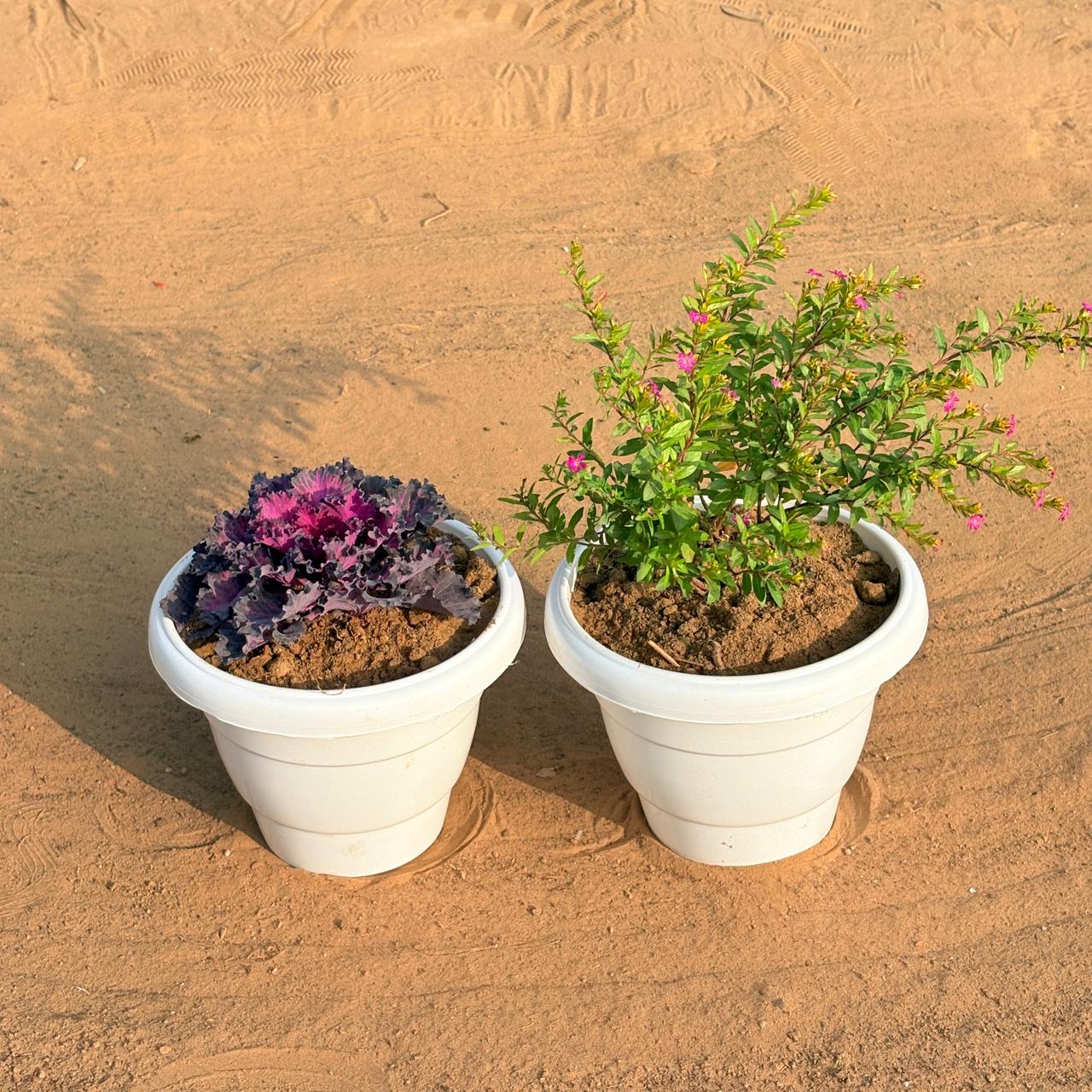 Set of 2 - Cuphea / False Heather & Kale (Any Colour) in 8 Inch White Classy Plastic Pot
