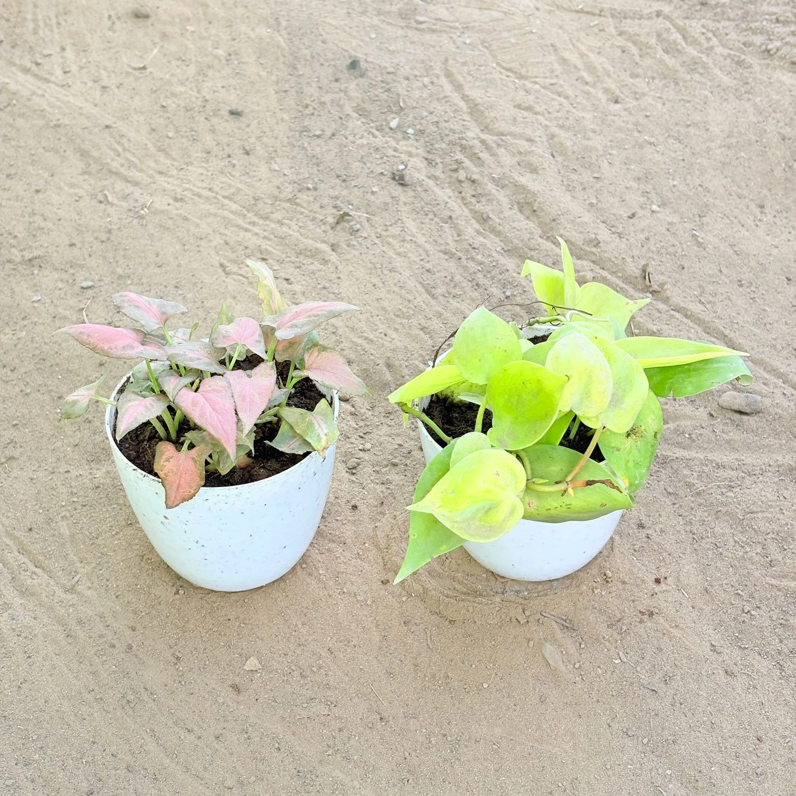 Set of 2 - Syngonium Pink Arrowhead & Oxycardium Golden in 4 Inch White Premium Orchid Round Plastic Pot